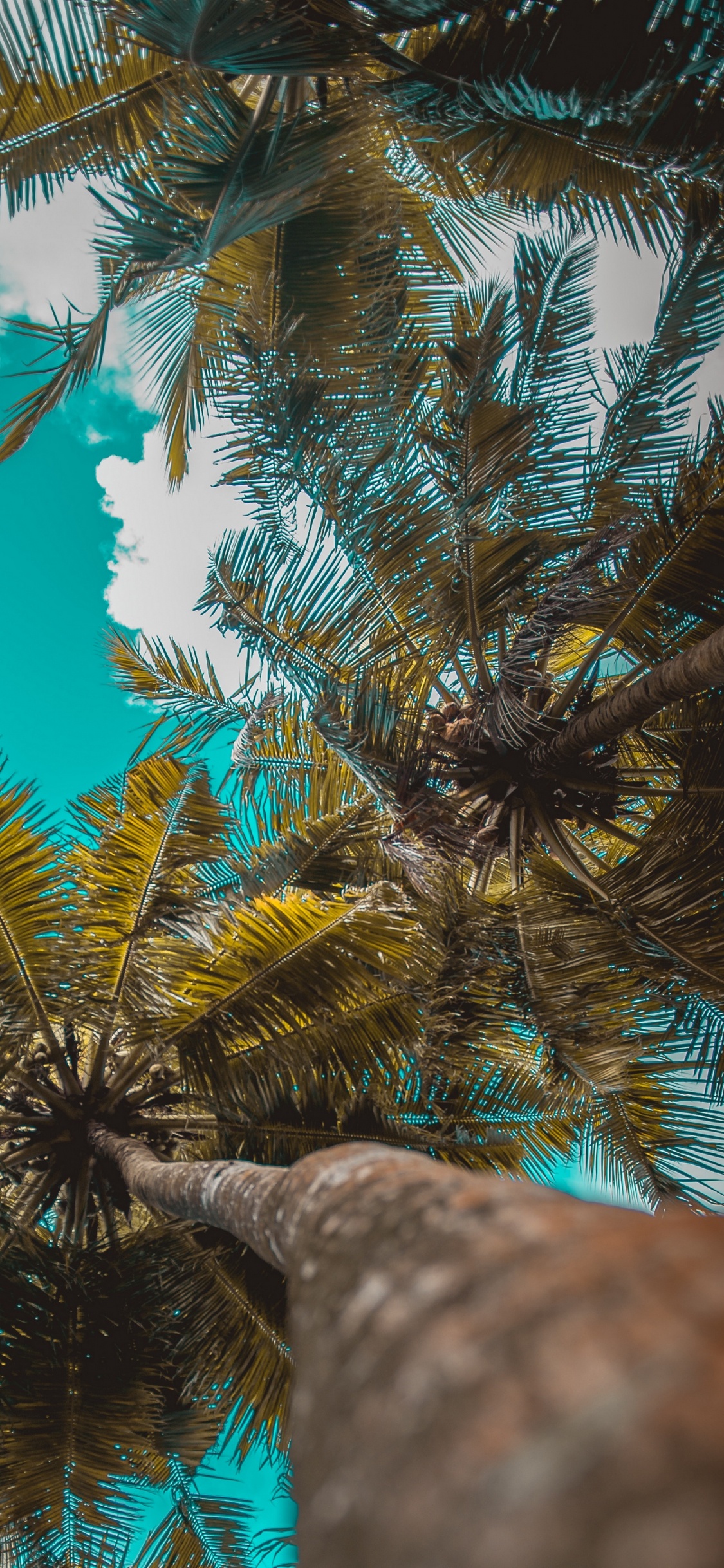 Green and Brown Tree During Daytime. Wallpaper in 1125x2436 Resolution