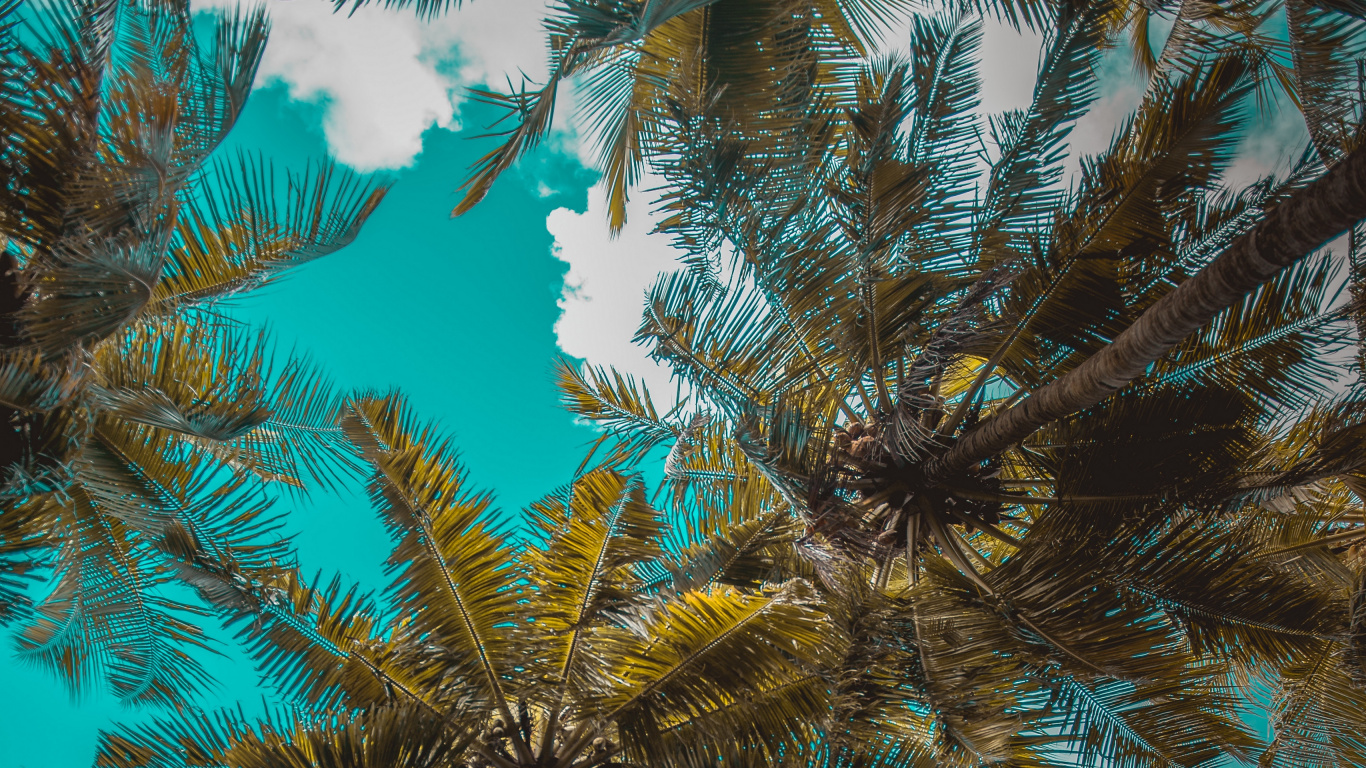 Green and Brown Tree During Daytime. Wallpaper in 1366x768 Resolution