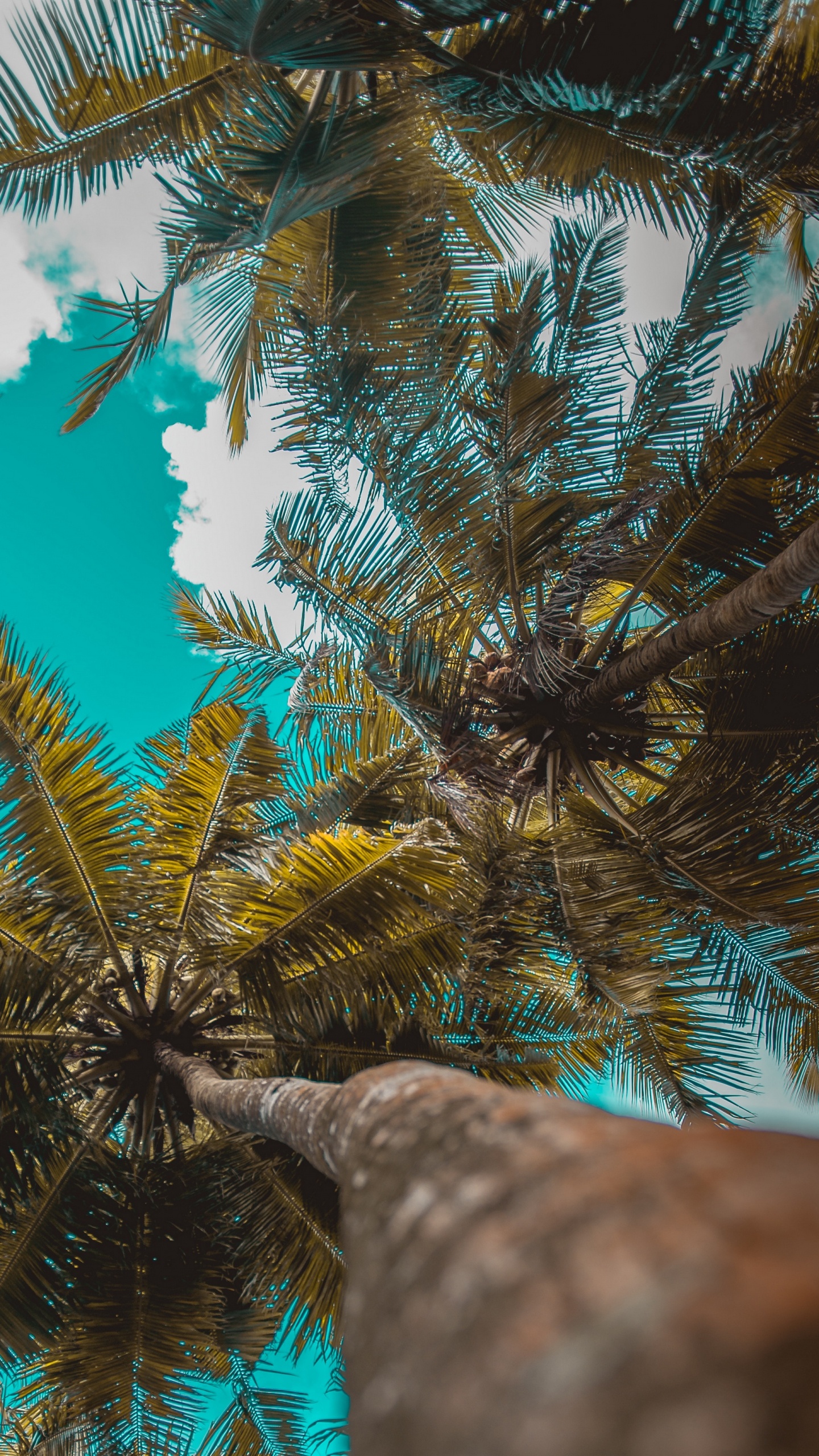 Green and Brown Tree During Daytime. Wallpaper in 1440x2560 Resolution