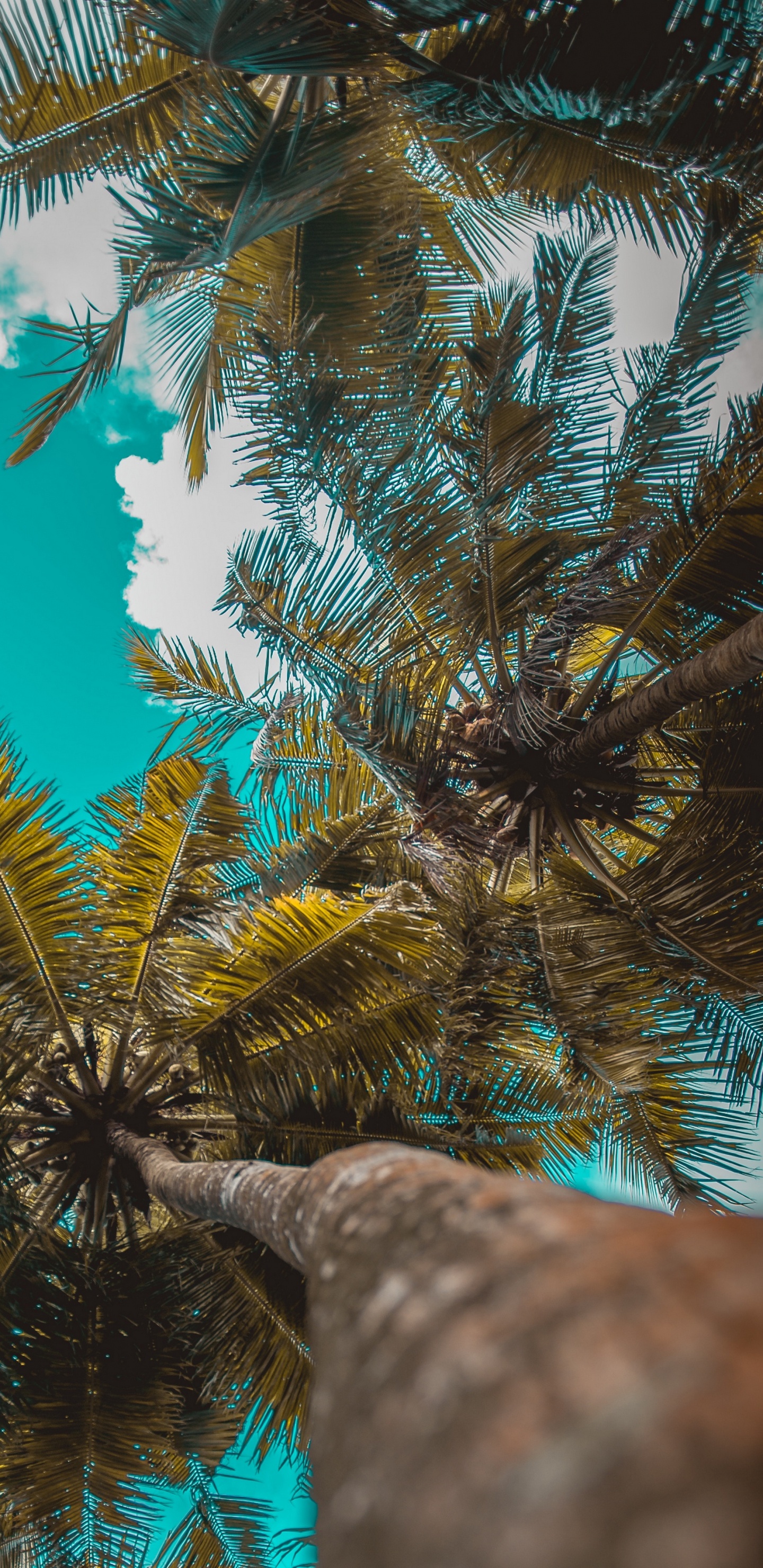 Green and Brown Tree During Daytime. Wallpaper in 1440x2960 Resolution