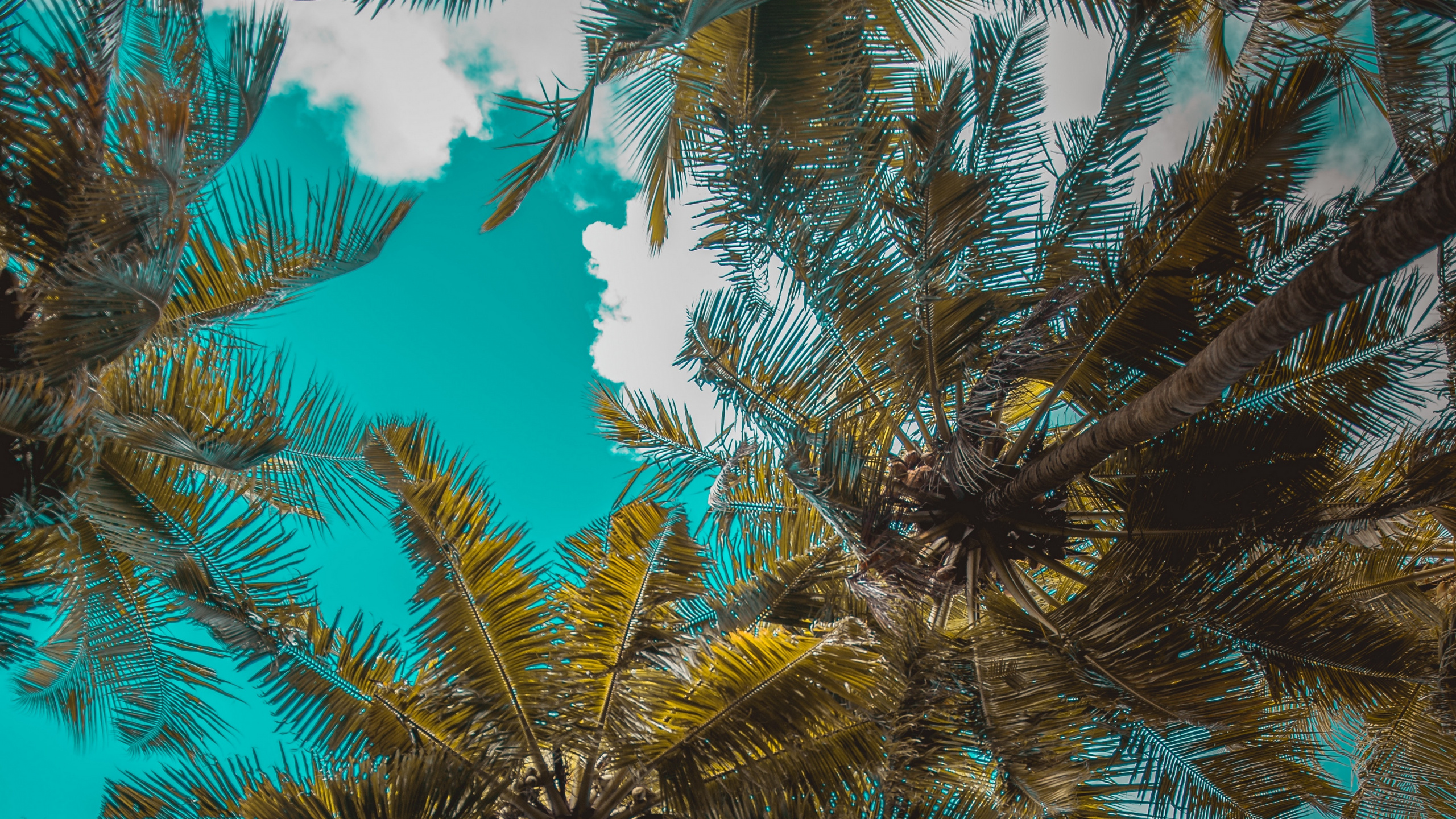 Green and Brown Tree During Daytime. Wallpaper in 2560x1440 Resolution