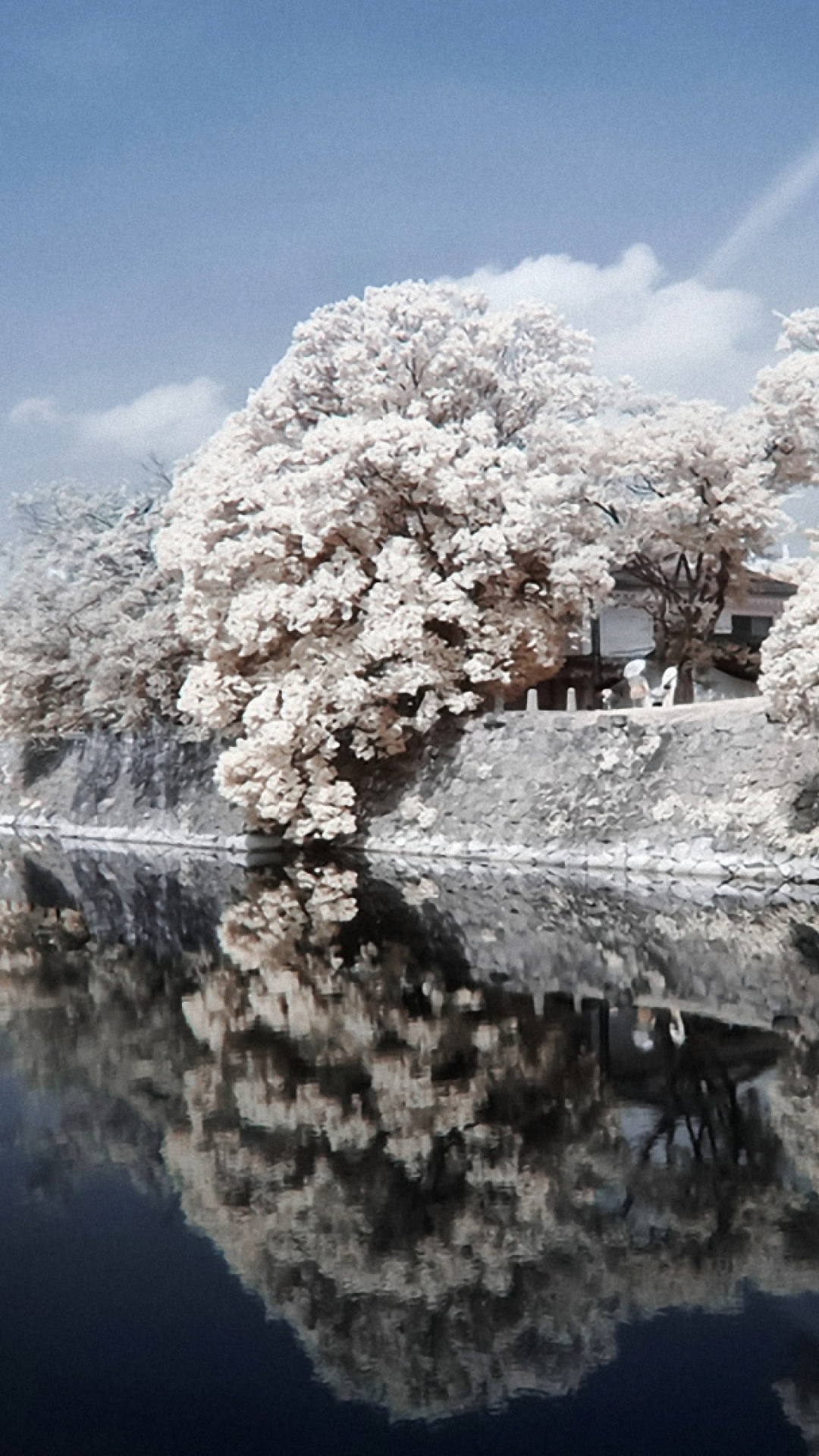 White Cherry Blossom Near Body of Water During Daytime. Wallpaper in 1080x1920 Resolution