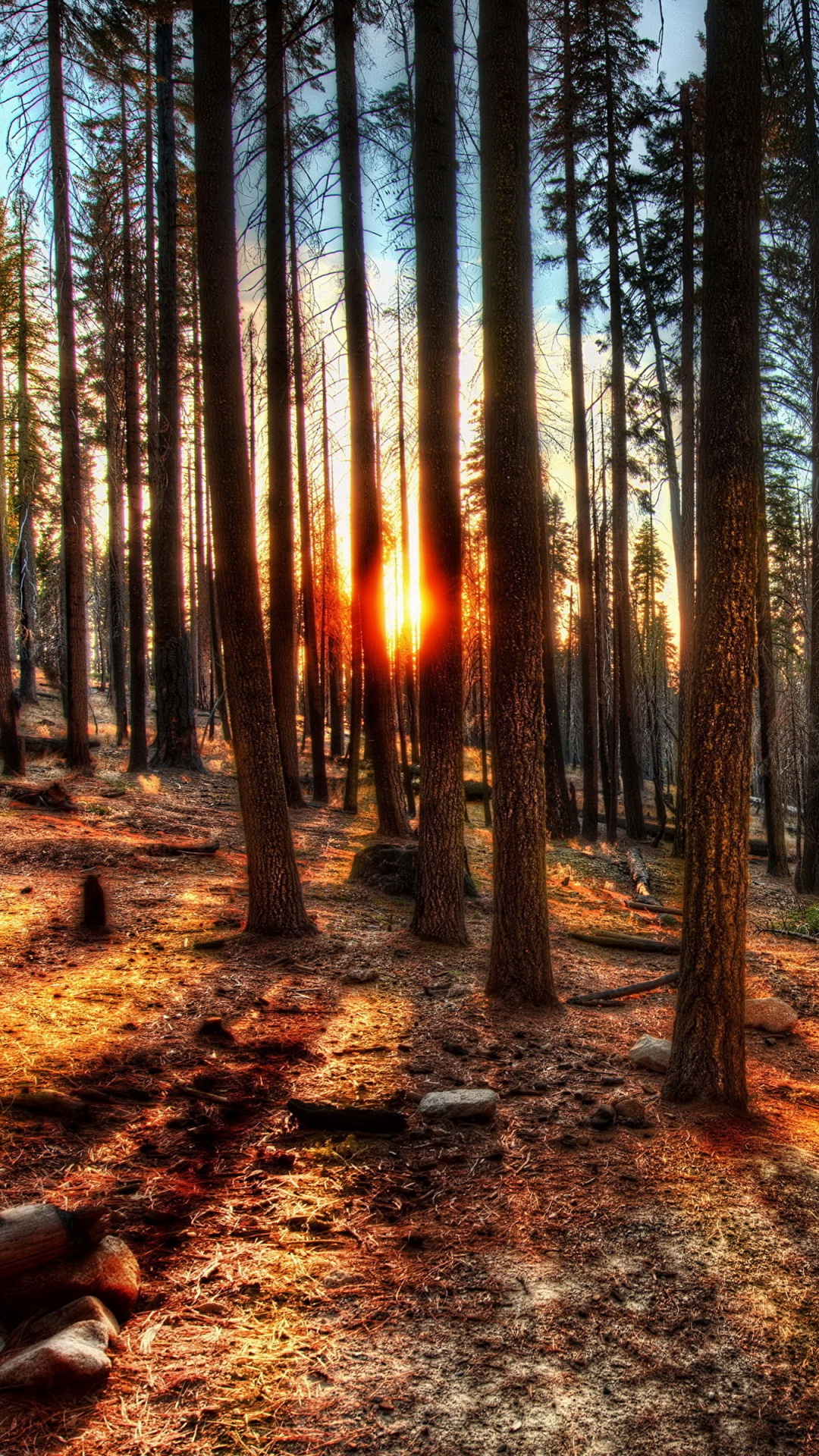 Arbres Bruns Sur Sol Brun Pendant la Journée. Wallpaper in 1080x1920 Resolution