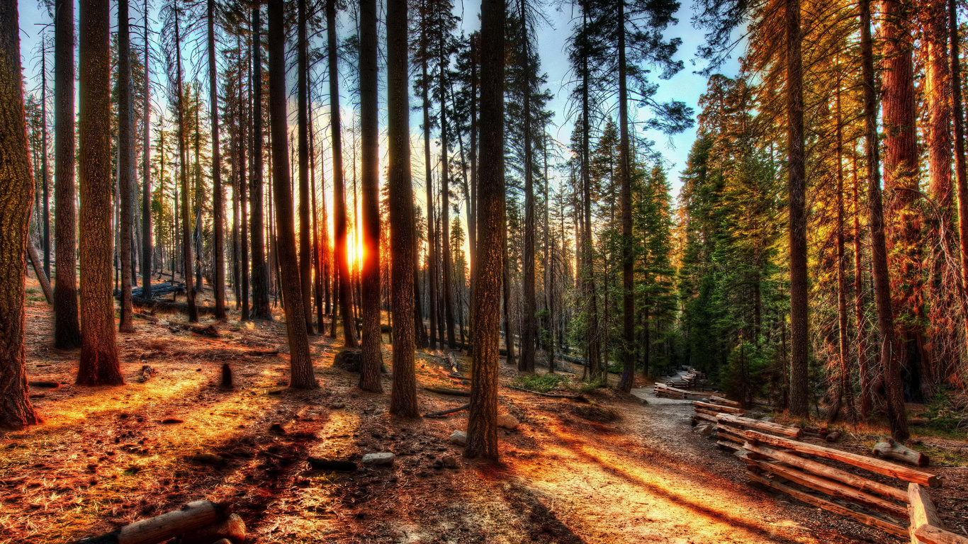 Brown Trees on Brown Soil During Daytime. Wallpaper in 1366x768 Resolution