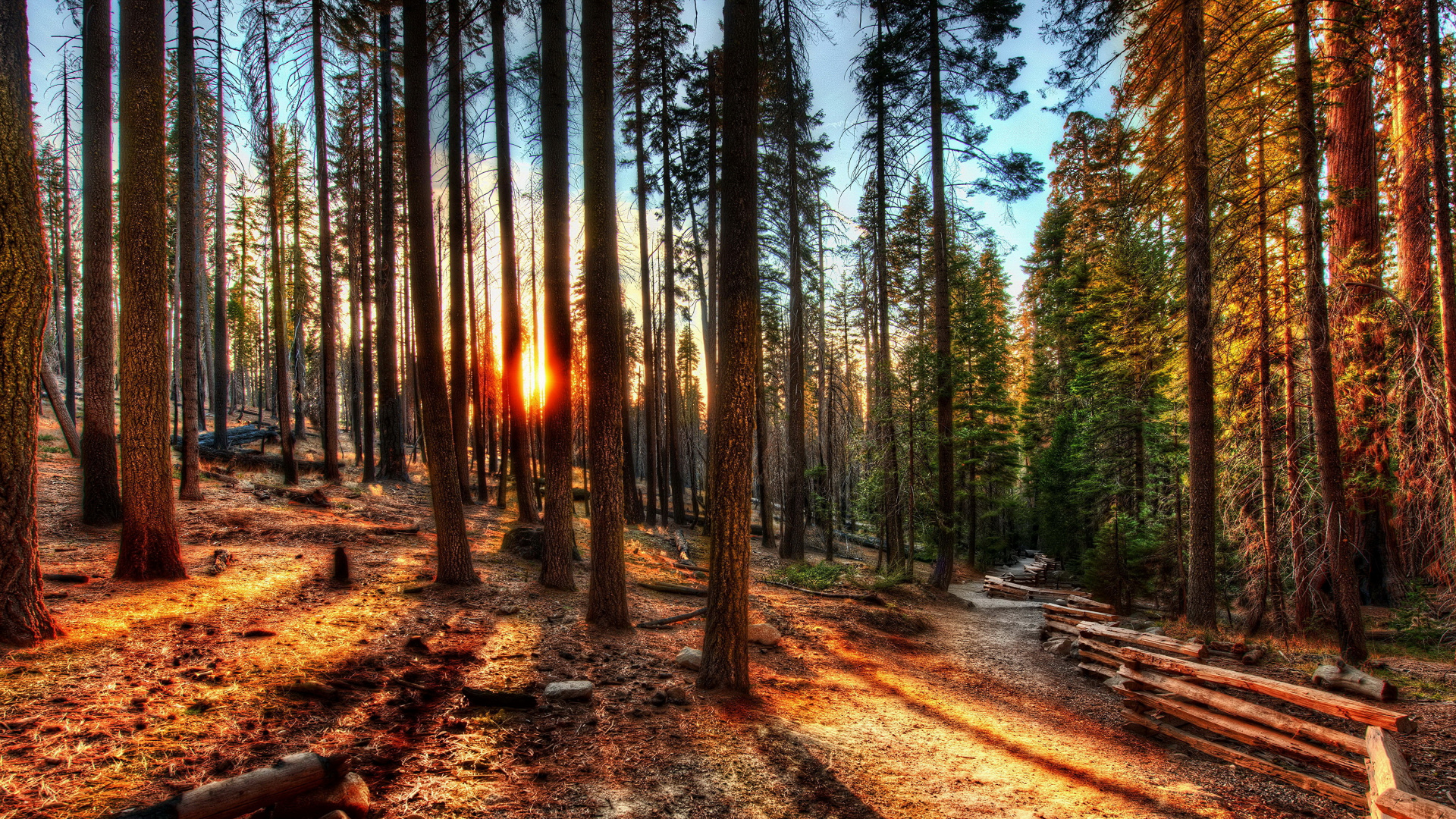 Brown Trees on Brown Soil During Daytime. Wallpaper in 1920x1080 Resolution