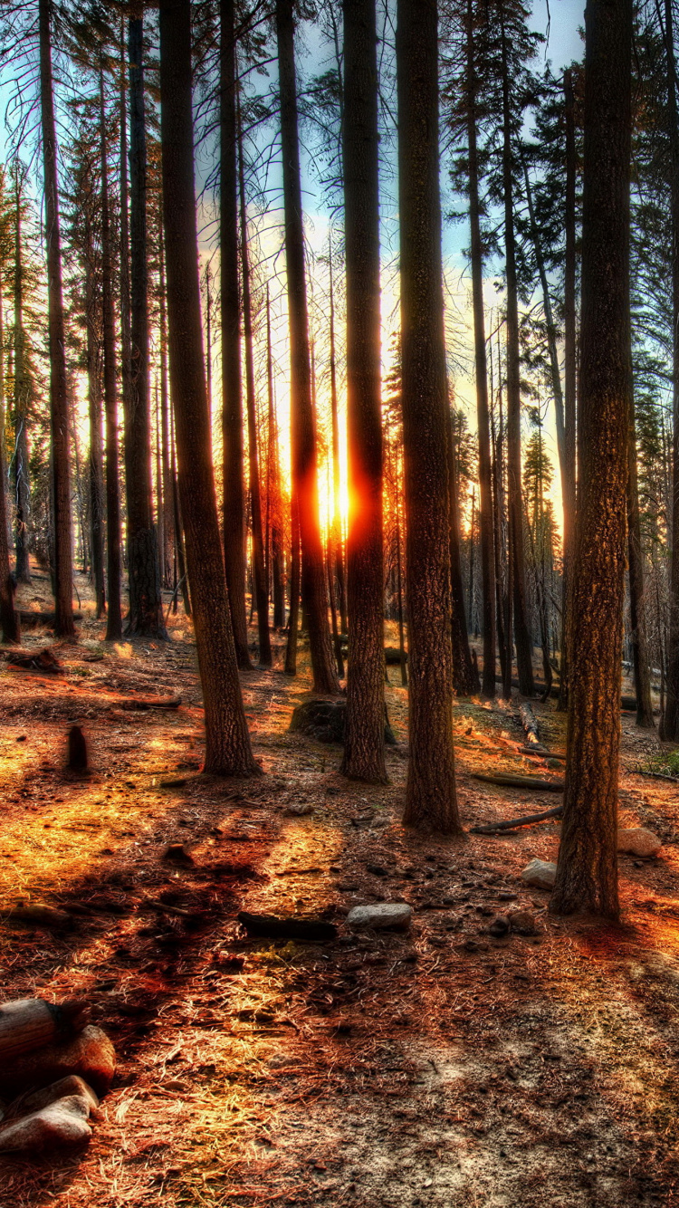 Brown Trees on Brown Soil During Daytime. Wallpaper in 750x1334 Resolution