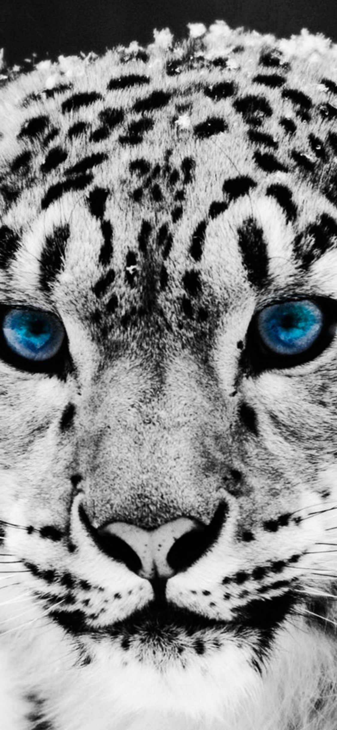 Leopard, Snow Leopard, Felidae, Moustache, Pour Les Animaux Terrestres. Wallpaper in 1125x2436 Resolution