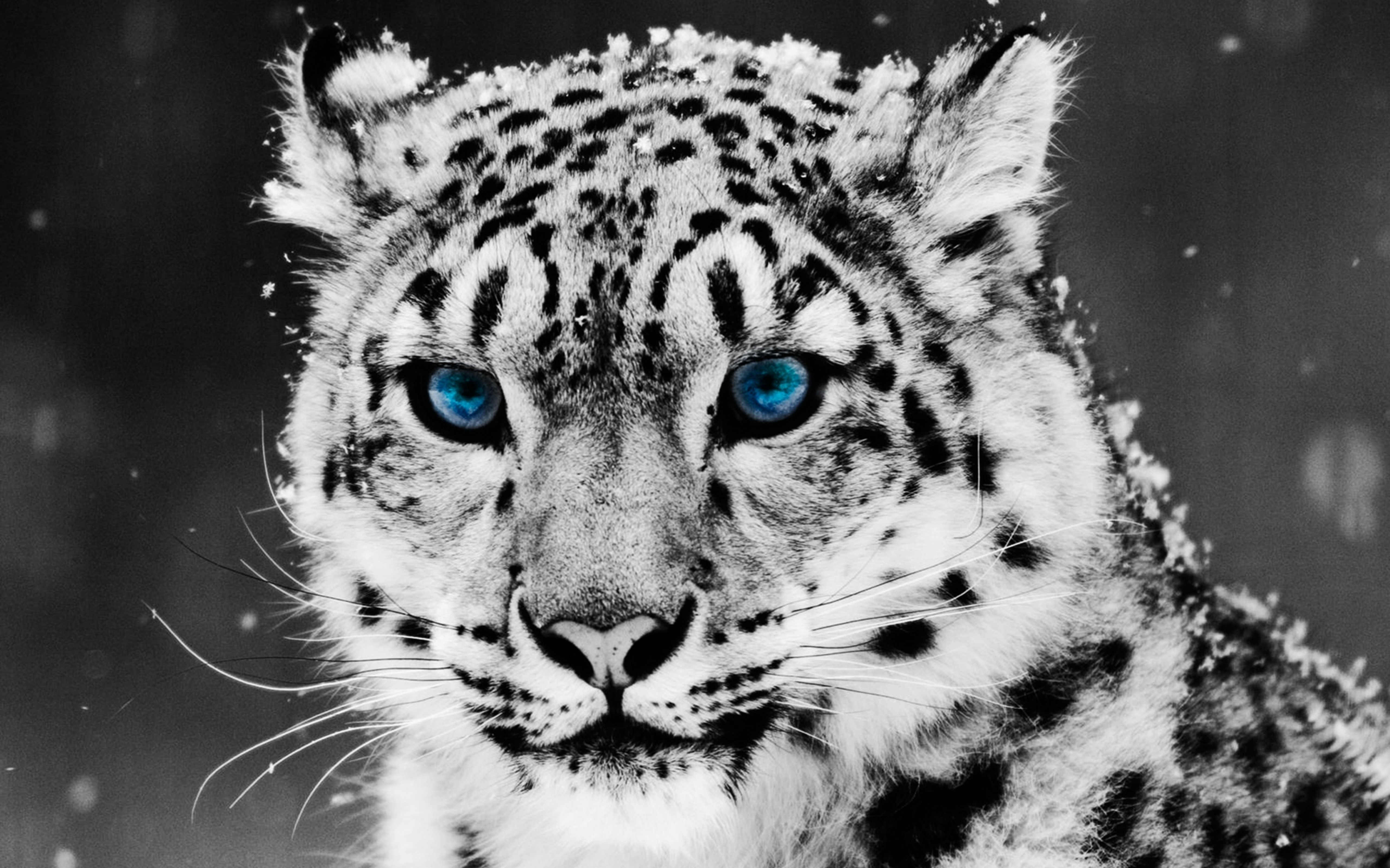 fondos de pantalla de animales de leopardo