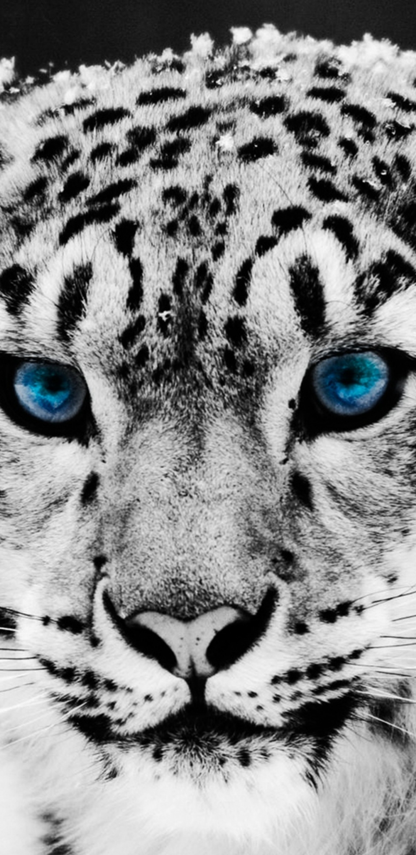 Leopard, Snow Leopard, Felidae, Wildlife, Whiskers. Wallpaper in 1440x2960 Resolution