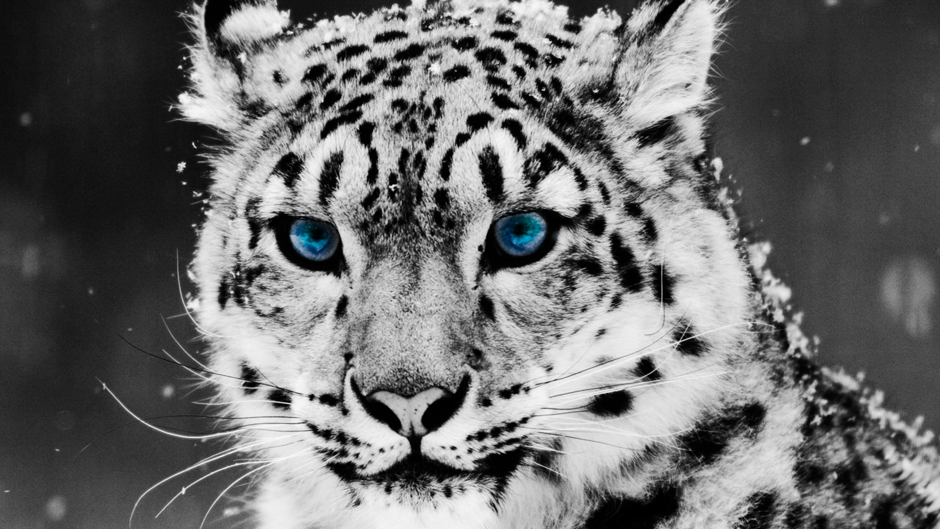 Leopard, Snow Leopard, Felidae, Wildlife, Whiskers. Wallpaper in 1920x1080 Resolution