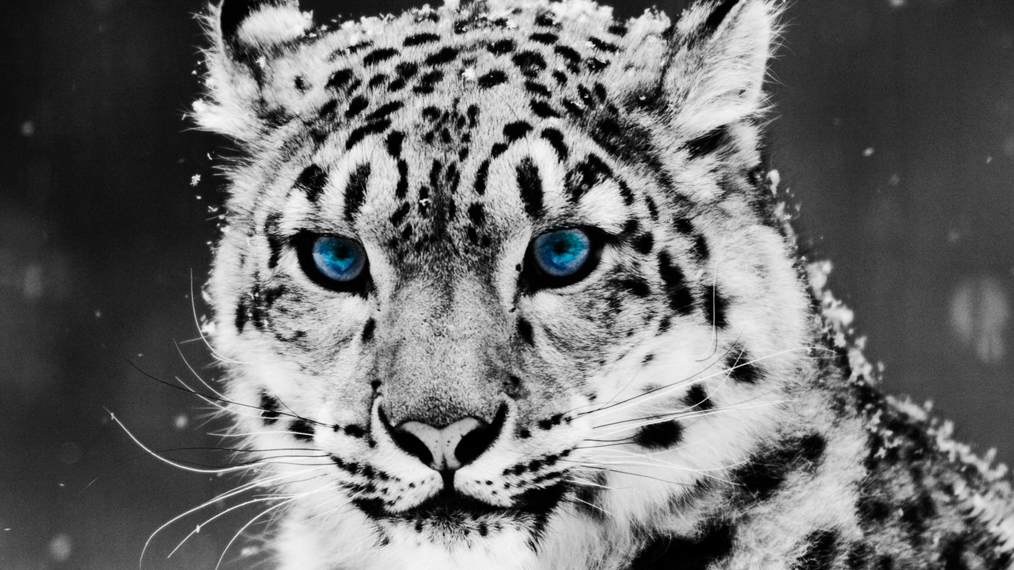 Leopard, Snow Leopard, Felidae, Wildlife, Whiskers. Wallpaper in 3840x2160 Resolution