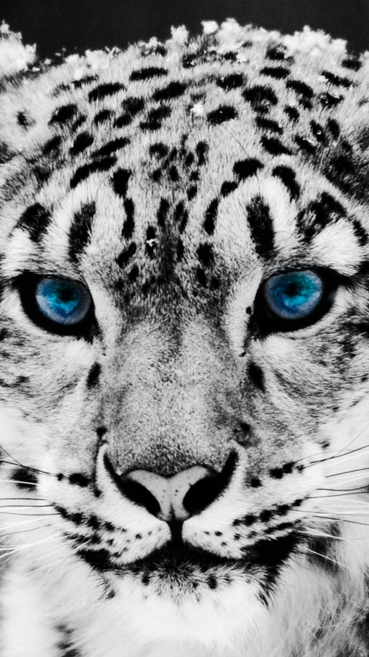 Leopard, Snow Leopard, Felidae, Wildlife, Whiskers. Wallpaper in 720x1280 Resolution