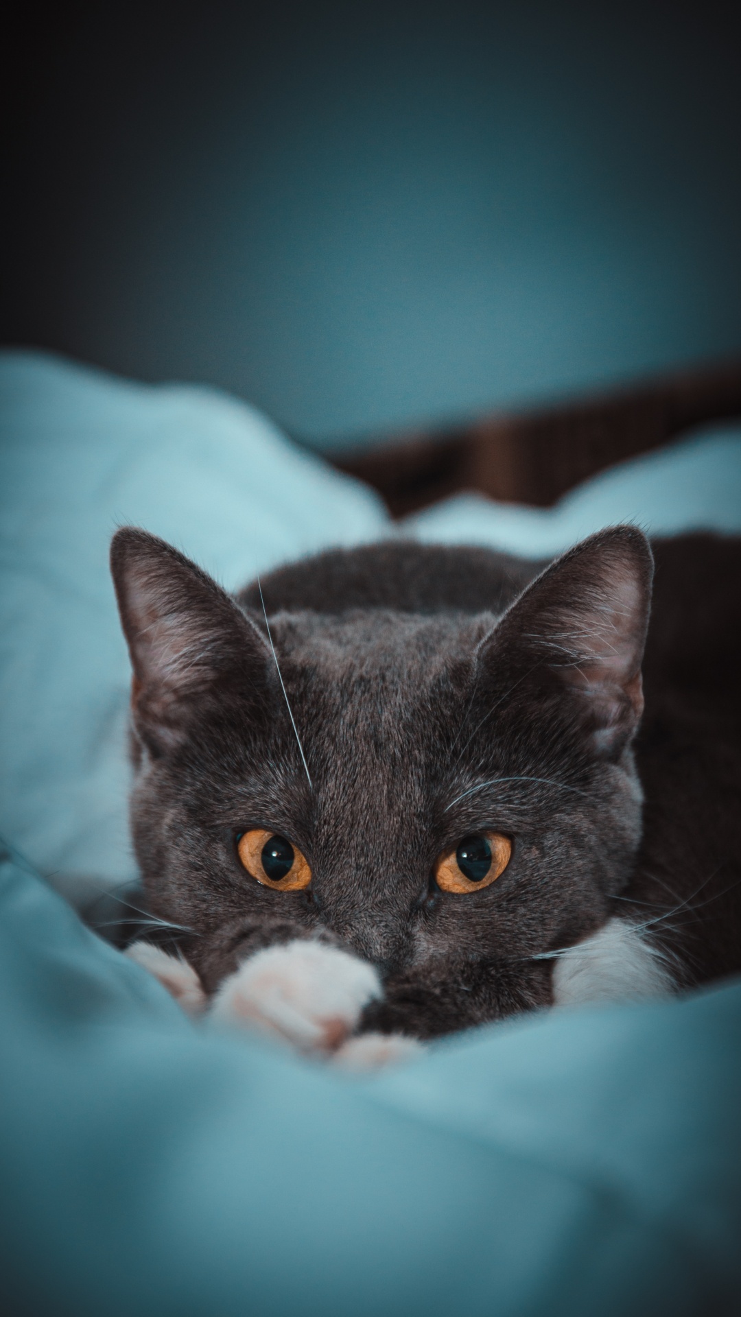 Schwarz-weiße Katze Auf Blaugrünem Textil. Wallpaper in 1080x1920 Resolution
