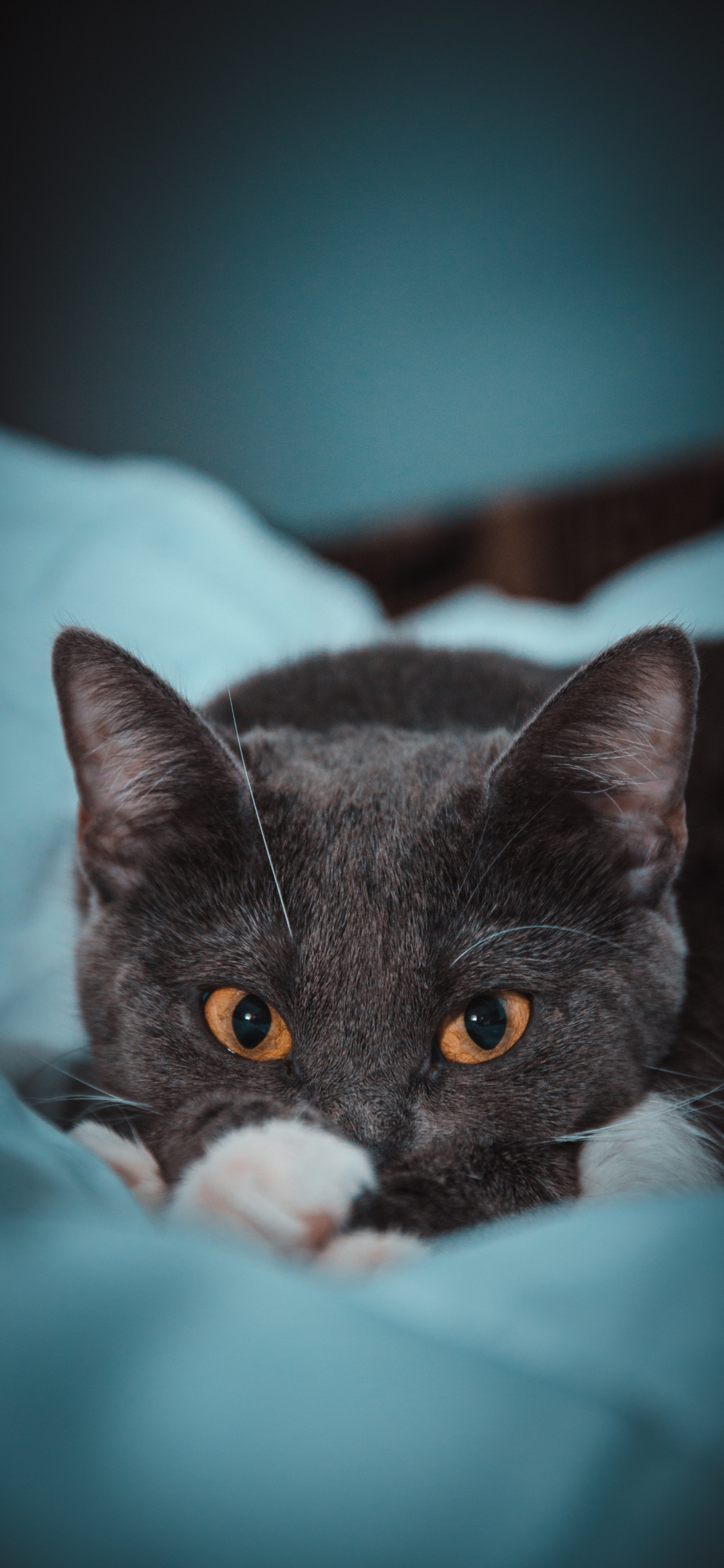 Schwarz-weiße Katze Auf Blaugrünem Textil. Wallpaper in 1125x2436 Resolution