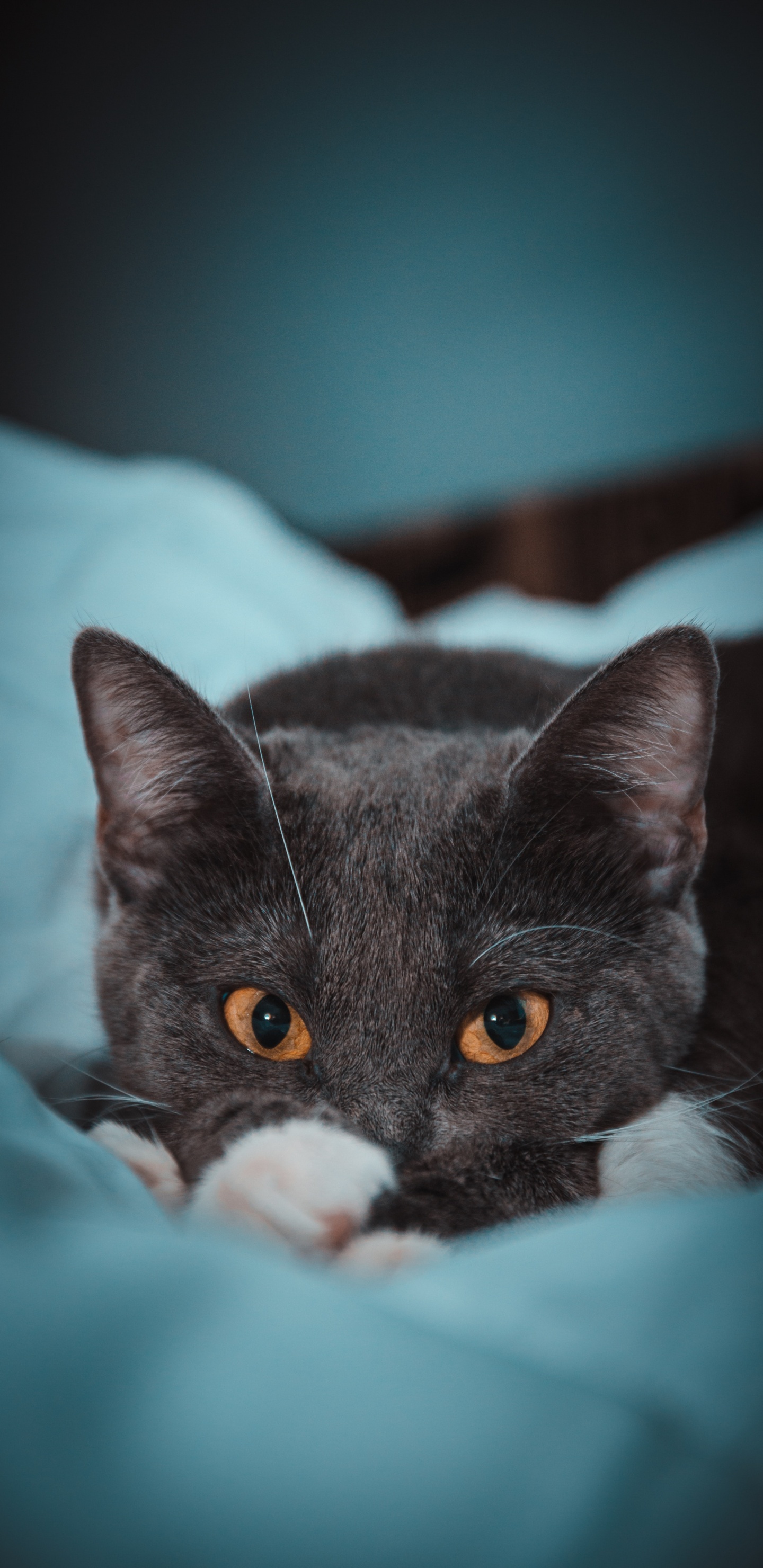Schwarz-weiße Katze Auf Blaugrünem Textil. Wallpaper in 1440x2960 Resolution