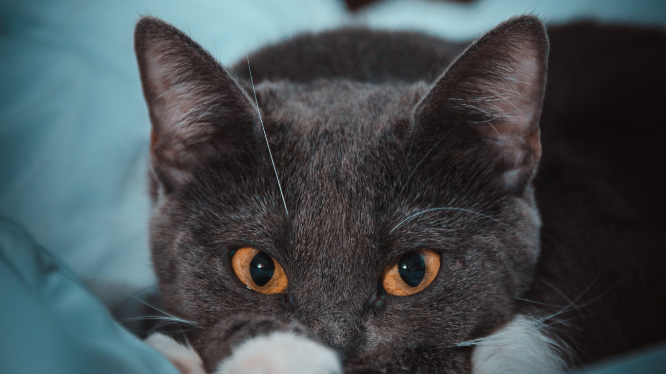 Black and White Cat on Teal Textile. Wallpaper in 1366x768 Resolution