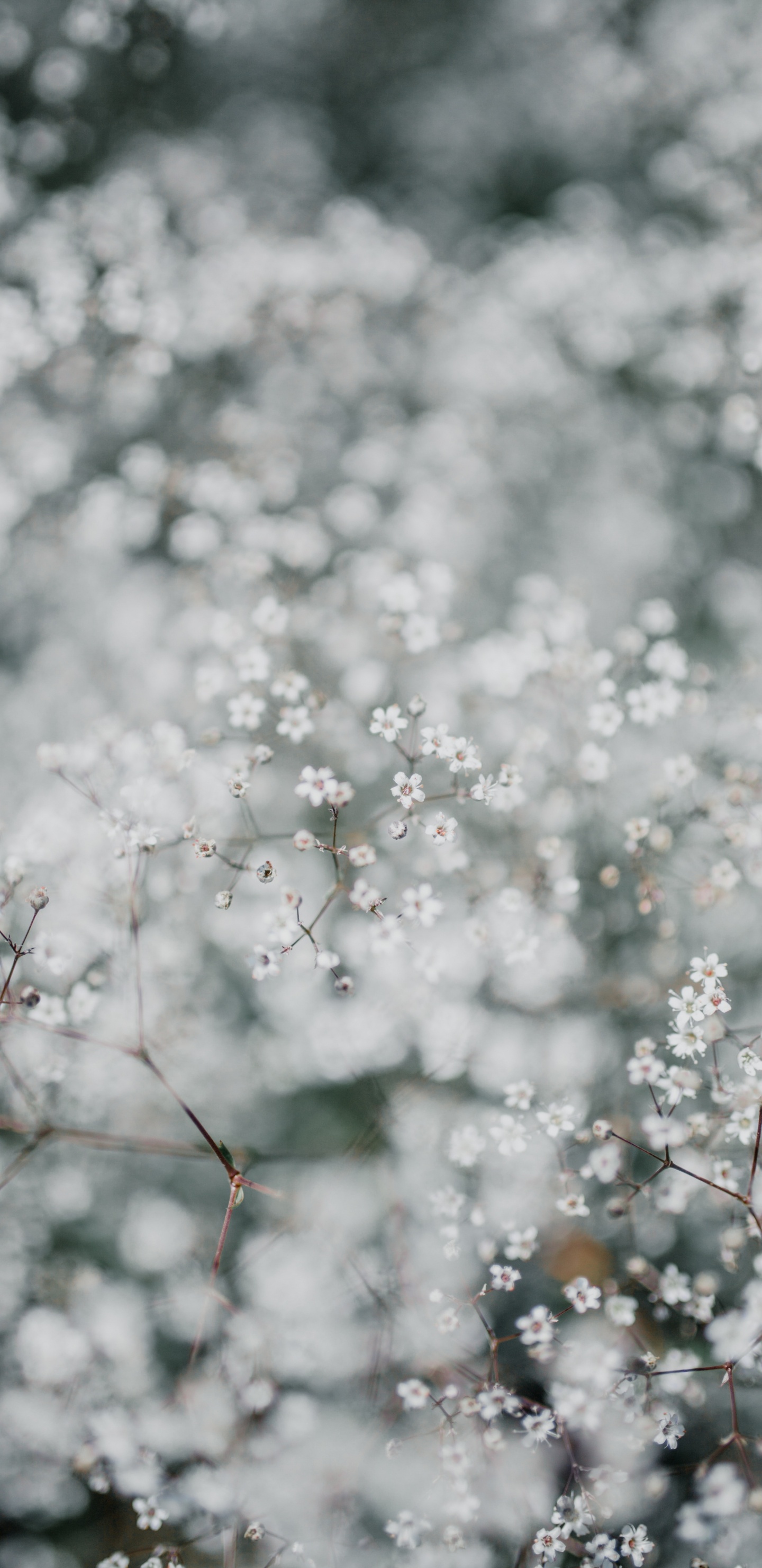 Printemps, Cerisier, Monochrome, Ciel, Plante. Wallpaper in 1440x2960 Resolution