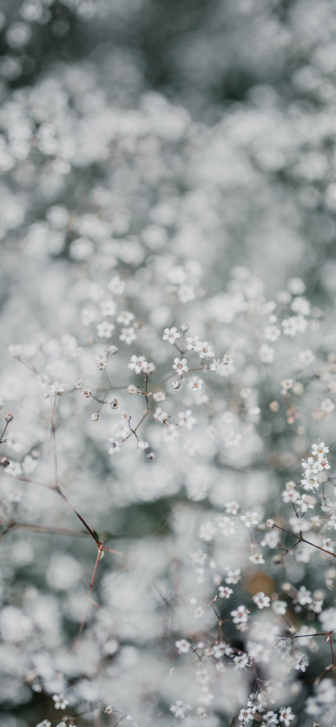 Blossom, Flower, Branch, Spring, Plant. Wallpaper in 1125x2436 Resolution