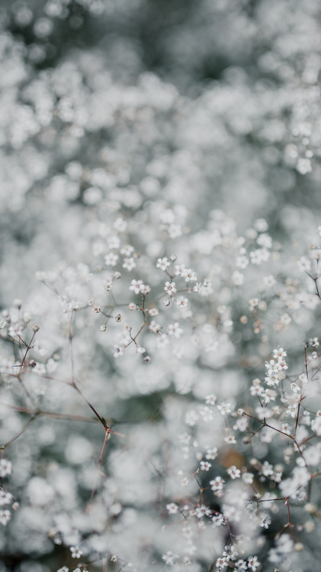开花, 弹簧, 樱花, 天空, 黑色和白色的 壁纸 1080x1920 允许
