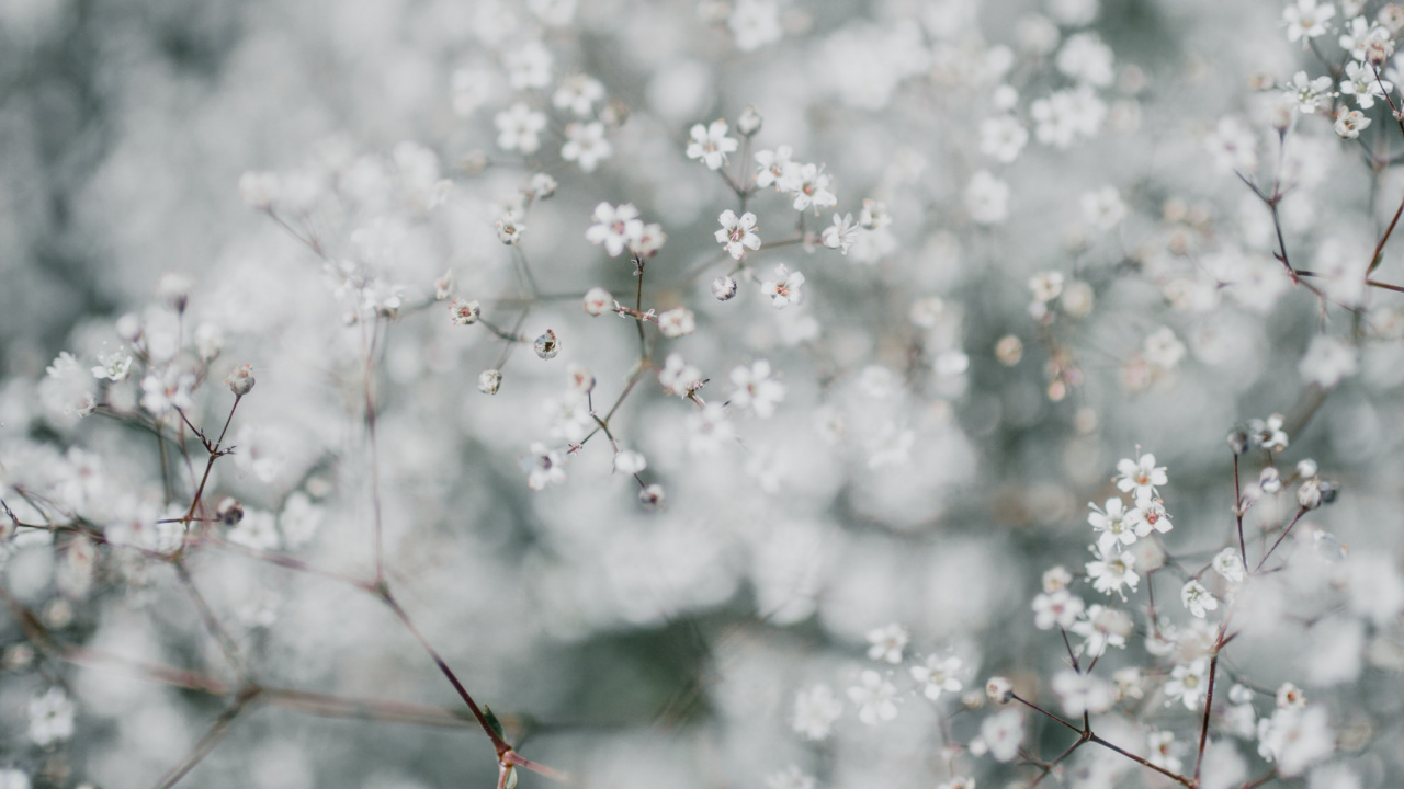 开花, 弹簧, 樱花, 天空, 黑色和白色的 壁纸 1280x720 允许
