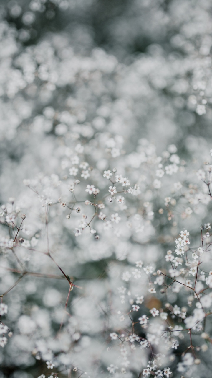 开花, 弹簧, 樱花, 天空, 黑色和白色的 壁纸 720x1280 允许