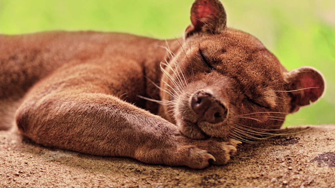 Fossa, Brown, Skin, Facial Expression, Terrestrial Animal. Wallpaper in 1366x768 Resolution