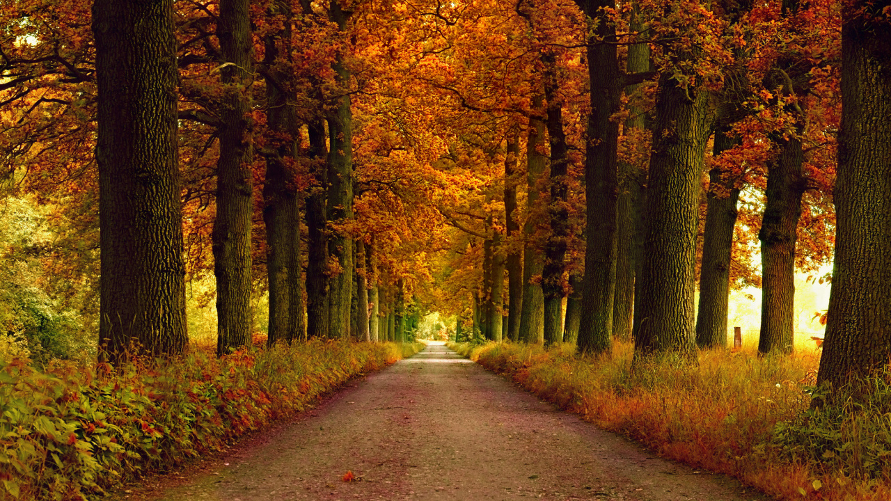 Pathway Between Trees During Daytime. Wallpaper in 1280x720 Resolution