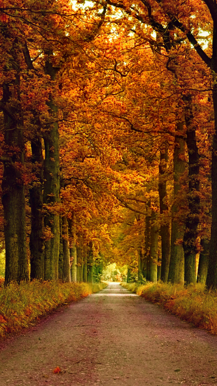 Pathway Between Trees During Daytime. Wallpaper in 750x1334 Resolution