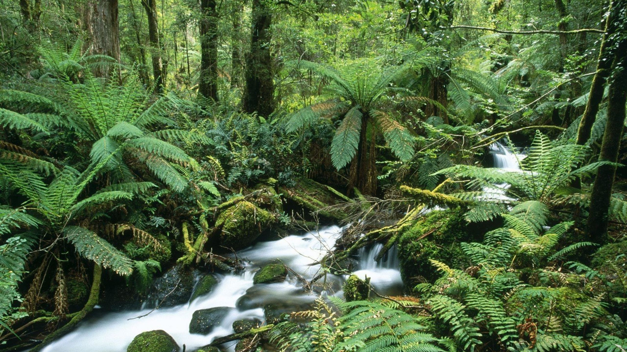 Green Trees and River During Daytime. Wallpaper in 1280x720 Resolution