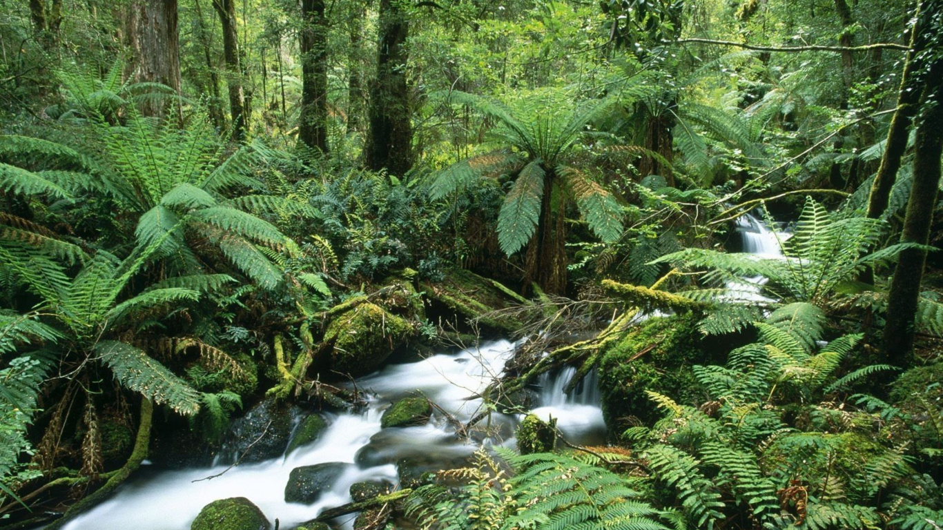 Green Trees and River During Daytime. Wallpaper in 1366x768 Resolution