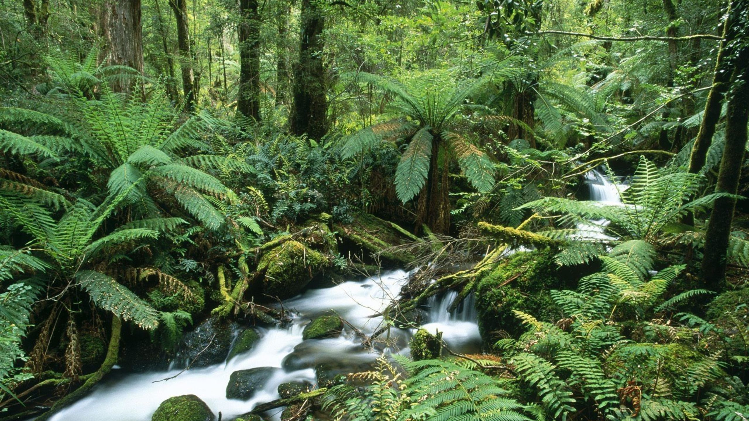 Green Trees and River During Daytime. Wallpaper in 2560x1440 Resolution