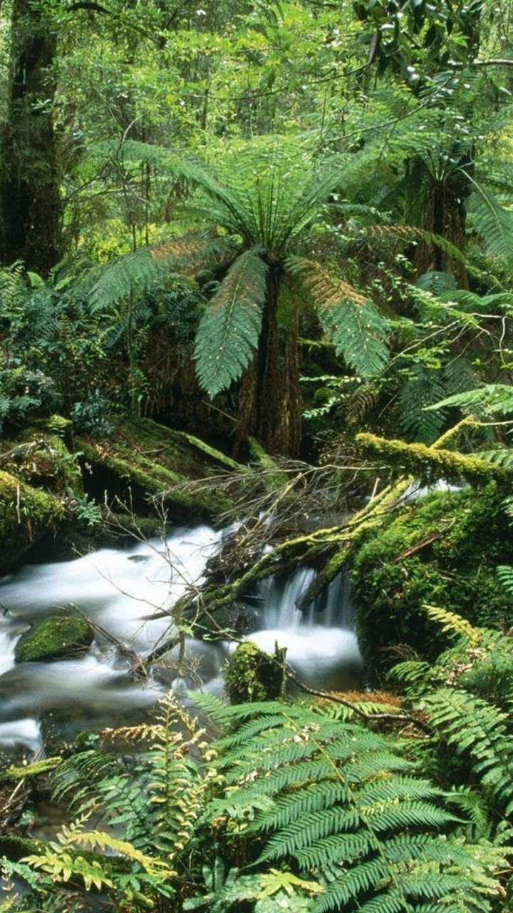 Green Trees and River During Daytime. Wallpaper in 720x1280 Resolution