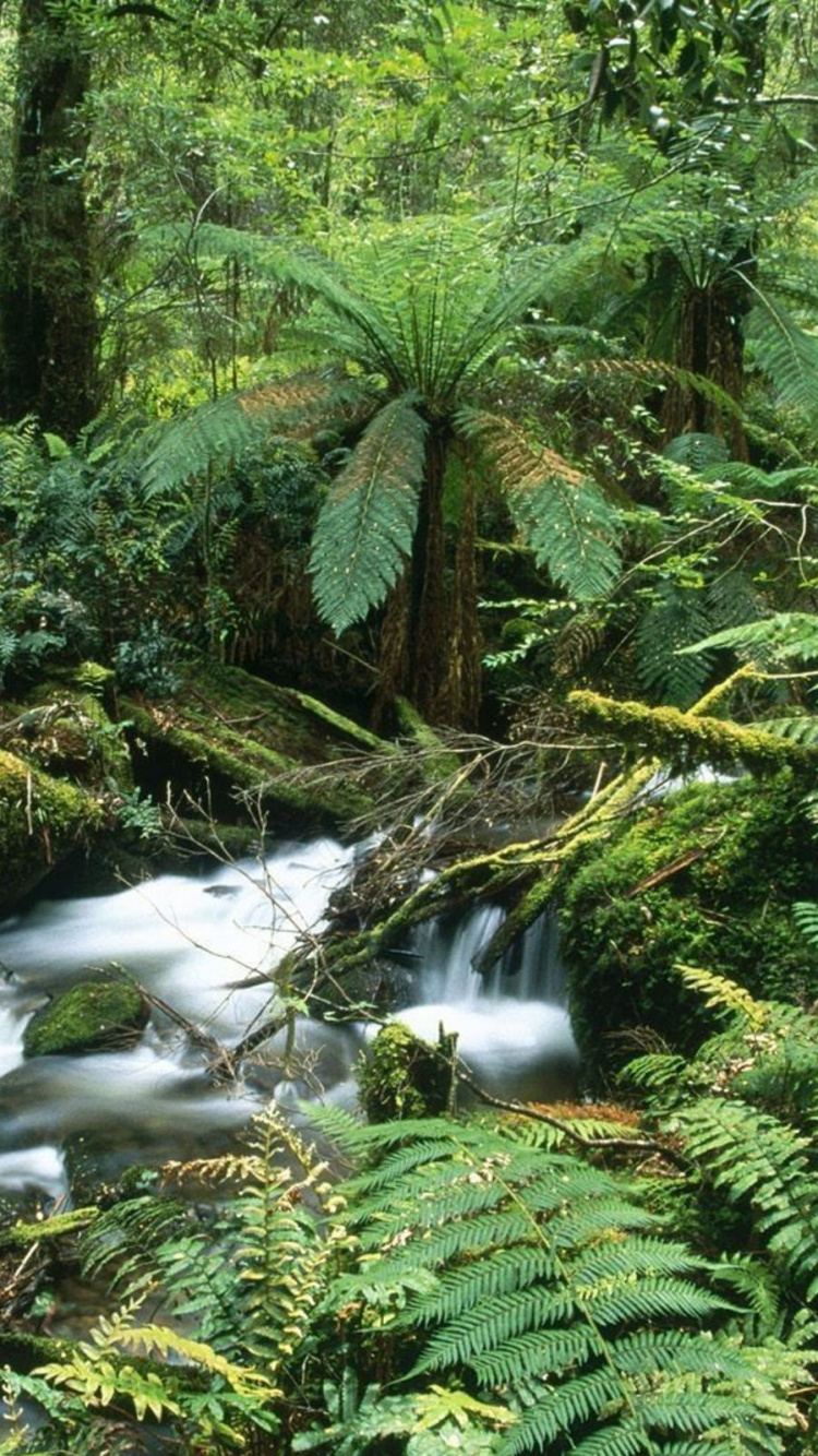 Green Trees and River During Daytime. Wallpaper in 750x1334 Resolution