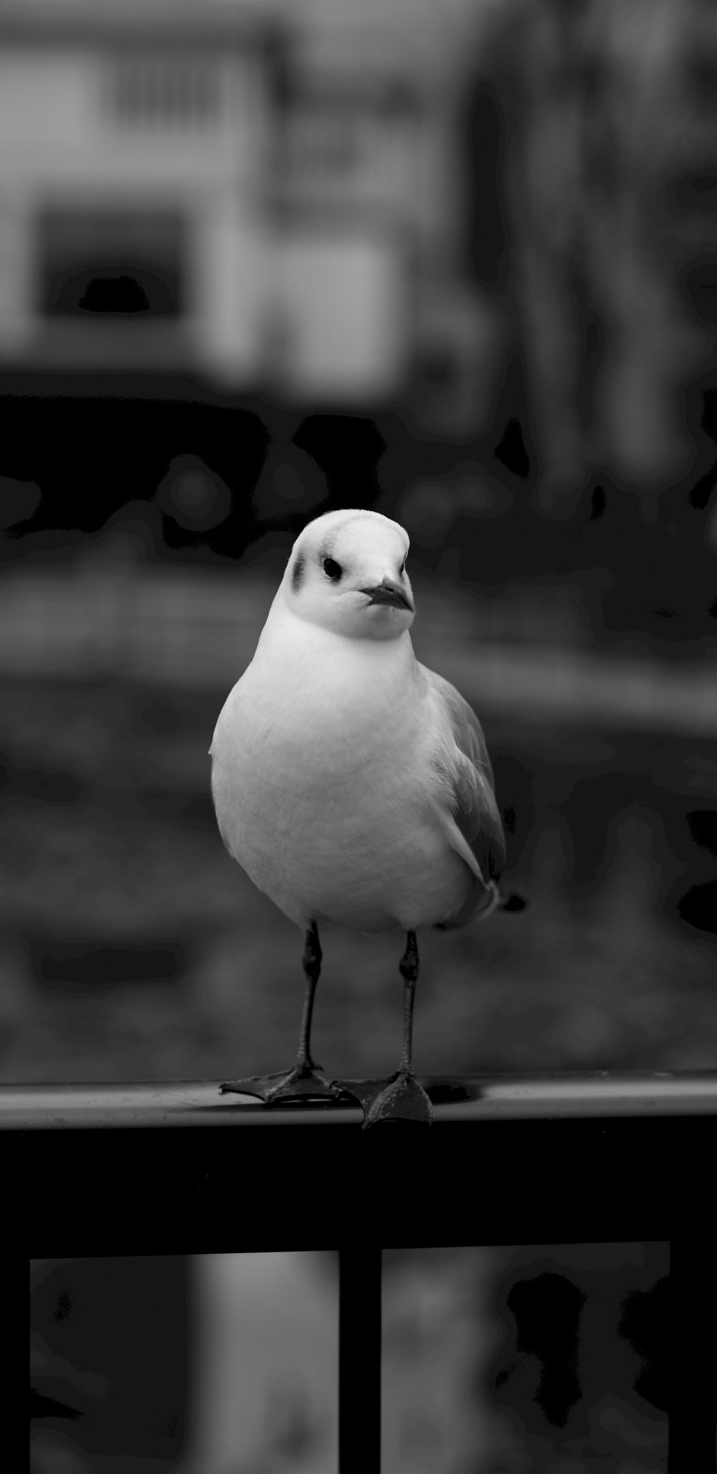 Weißer Vogel Auf Schwarzem Metallzaun. Wallpaper in 1440x2960 Resolution