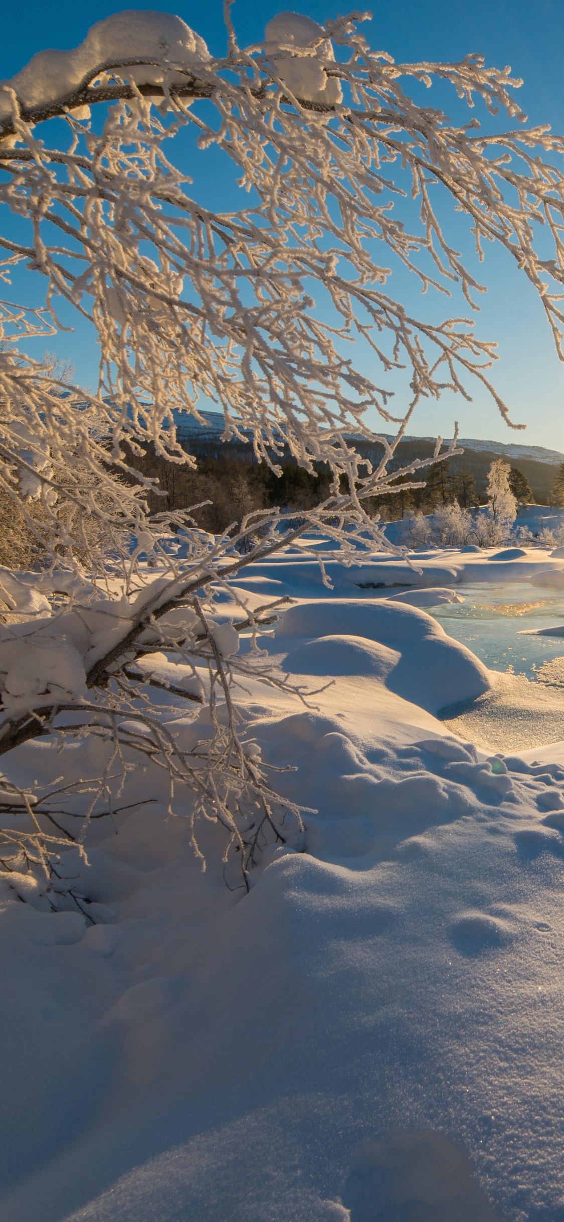 Campo Cubierto de Nieve Con Árboles Durante el Día. Wallpaper in 1125x2436 Resolution