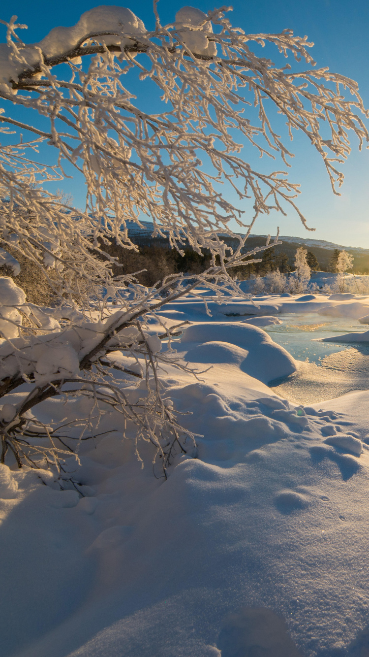 Campo Cubierto de Nieve Con Árboles Durante el Día. Wallpaper in 750x1334 Resolution