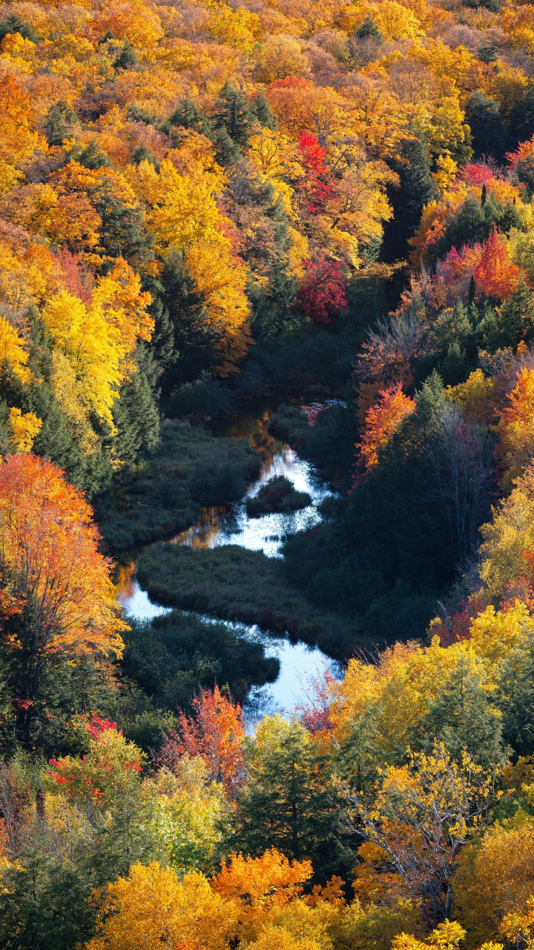 Nature, Natural Landscape, Leaf, Tree, Vegetation. Wallpaper in 1080x1920 Resolution