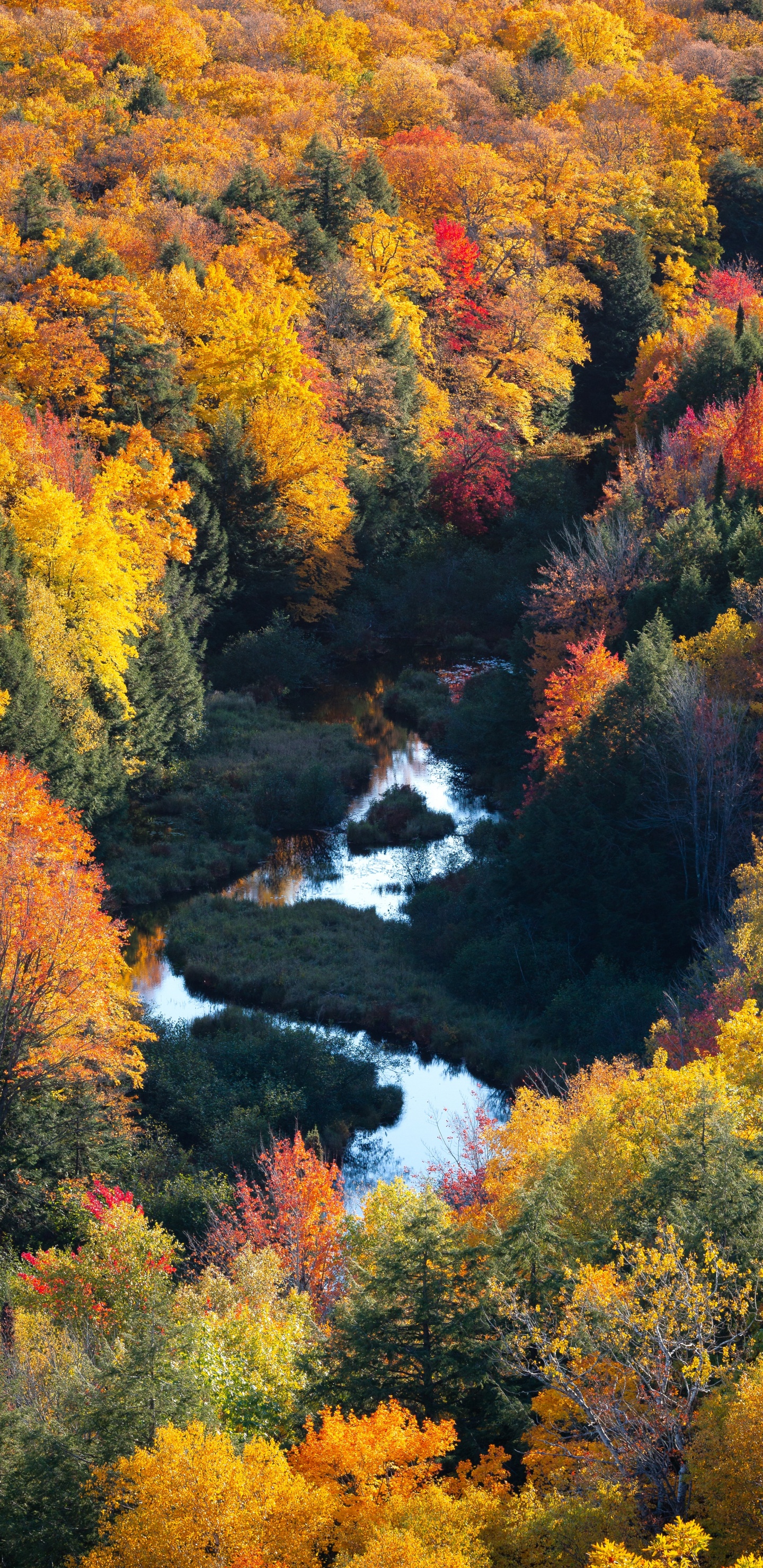 Nature, Natural Landscape, Leaf, Tree, Vegetation. Wallpaper in 1440x2960 Resolution