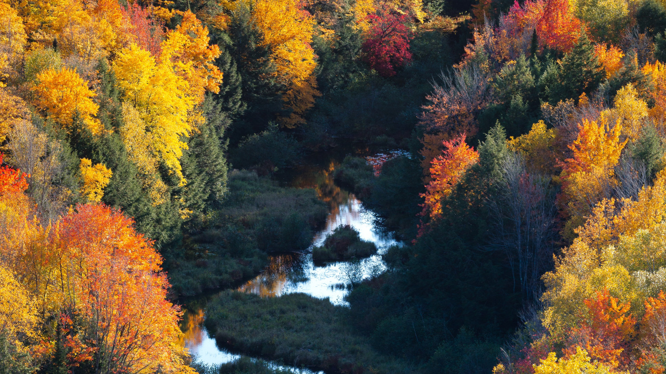 Natur, Naturlandschaft, Blatt, Baum, Vegetation. Wallpaper in 1366x768 Resolution