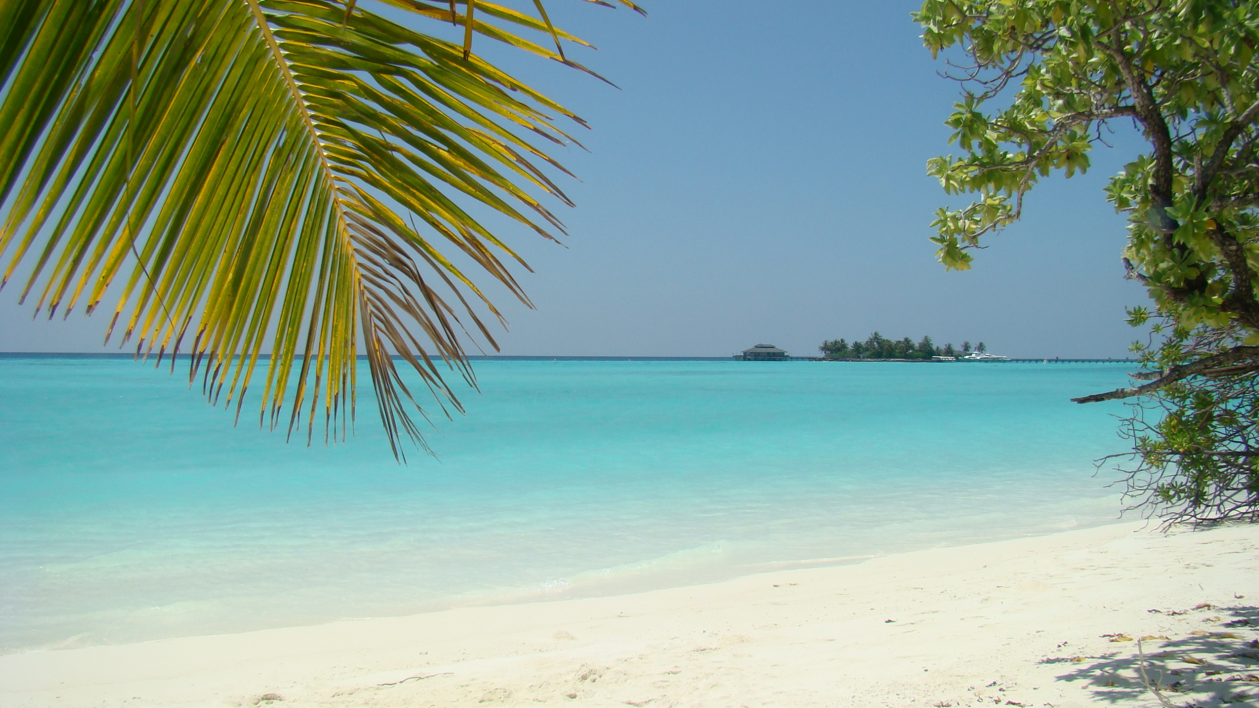 Green Palm Tree on White Sand Beach During Daytime. Wallpaper in 2560x1440 Resolution