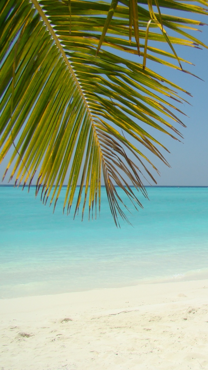 Green Palm Tree on White Sand Beach During Daytime. Wallpaper in 720x1280 Resolution