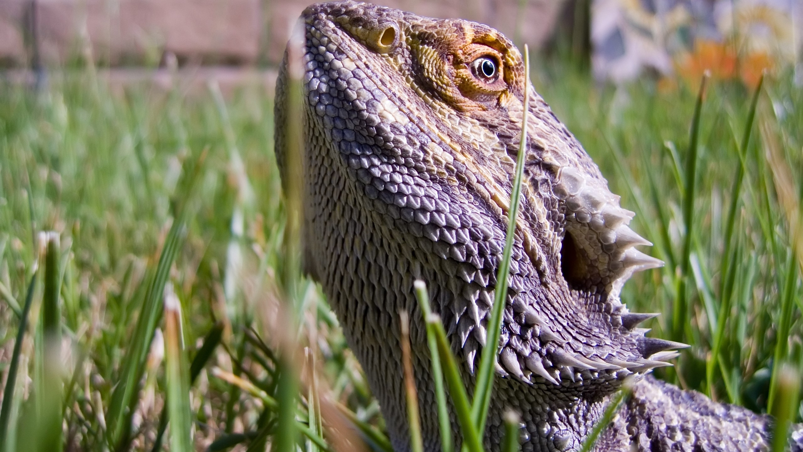 Brown and Gray Bearded Dragon on Green Grass During Daytime. Wallpaper in 2560x1440 Resolution