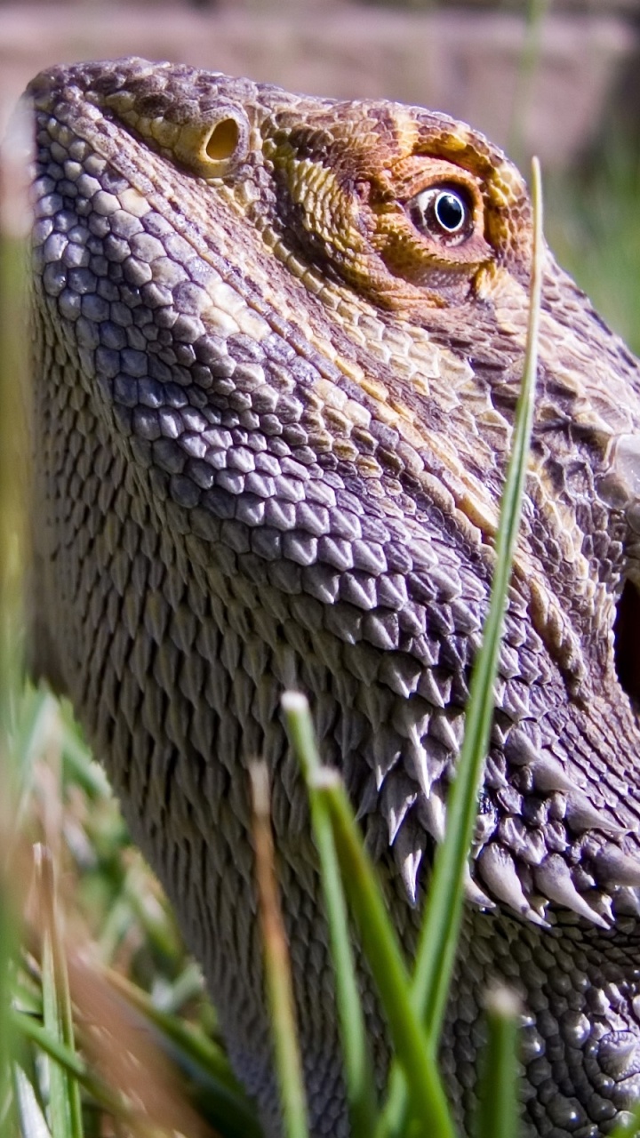 Brauner Und Grauer Bärtiger Drache Auf Grünem Gras Tagsüber. Wallpaper in 720x1280 Resolution