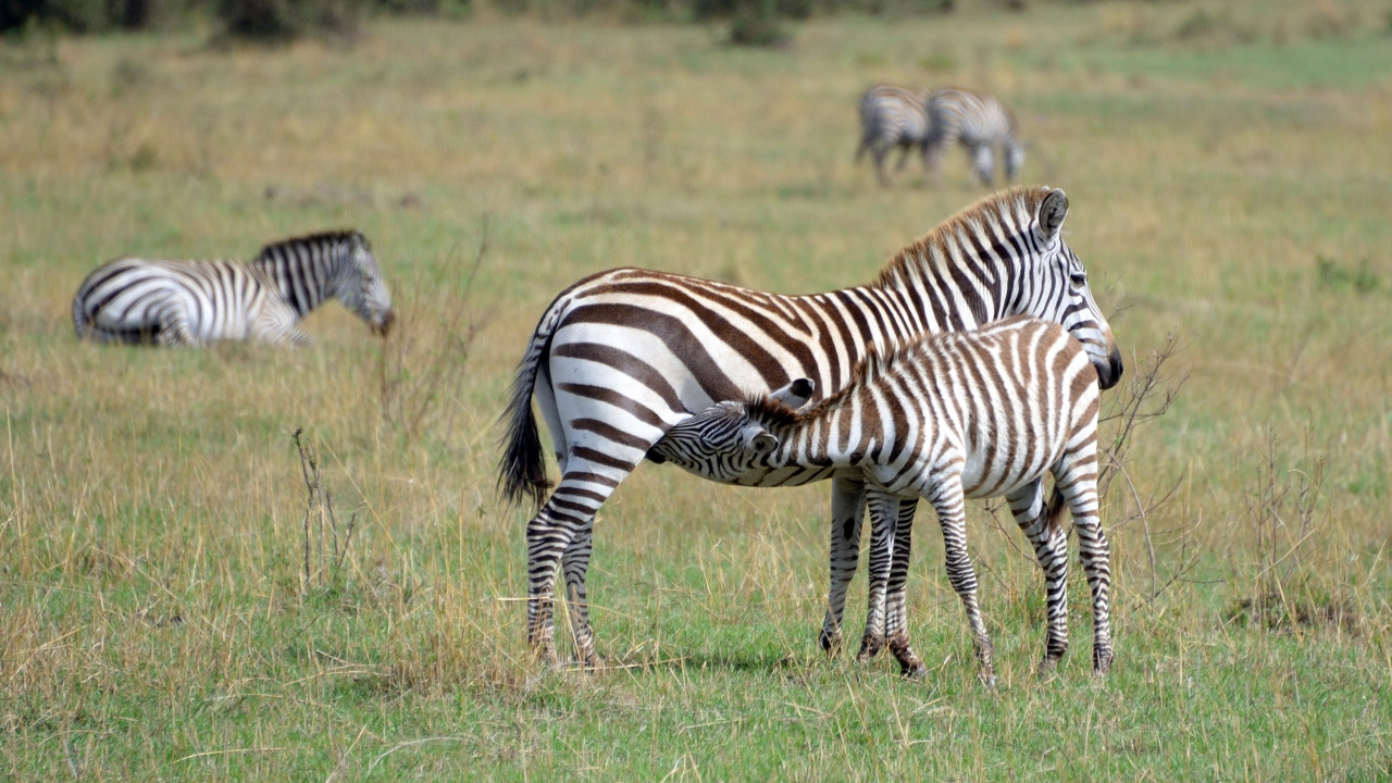 Zebra on Green Grass Field During Daytime. Wallpaper in 1280x720 Resolution