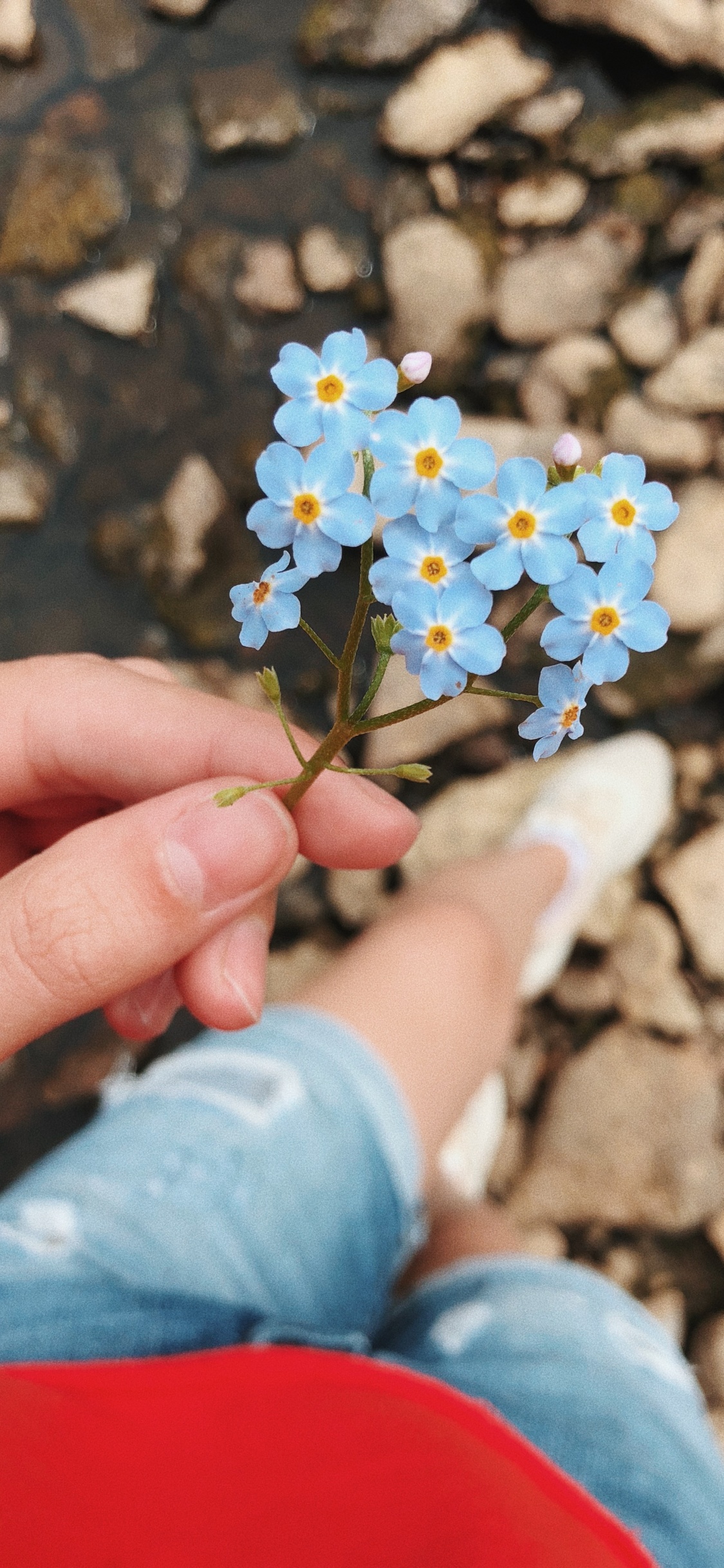 Flower, Science, Physics, Human, Blue. Wallpaper in 1125x2436 Resolution