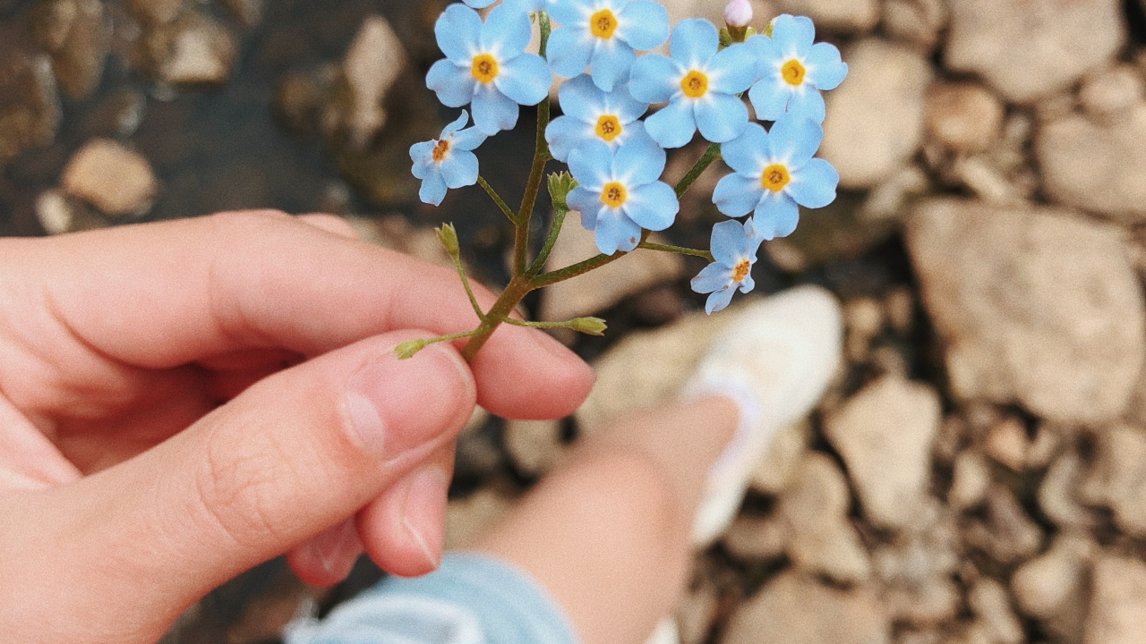 Flower, Science, Physics, Human, Blue. Wallpaper in 1280x720 Resolution