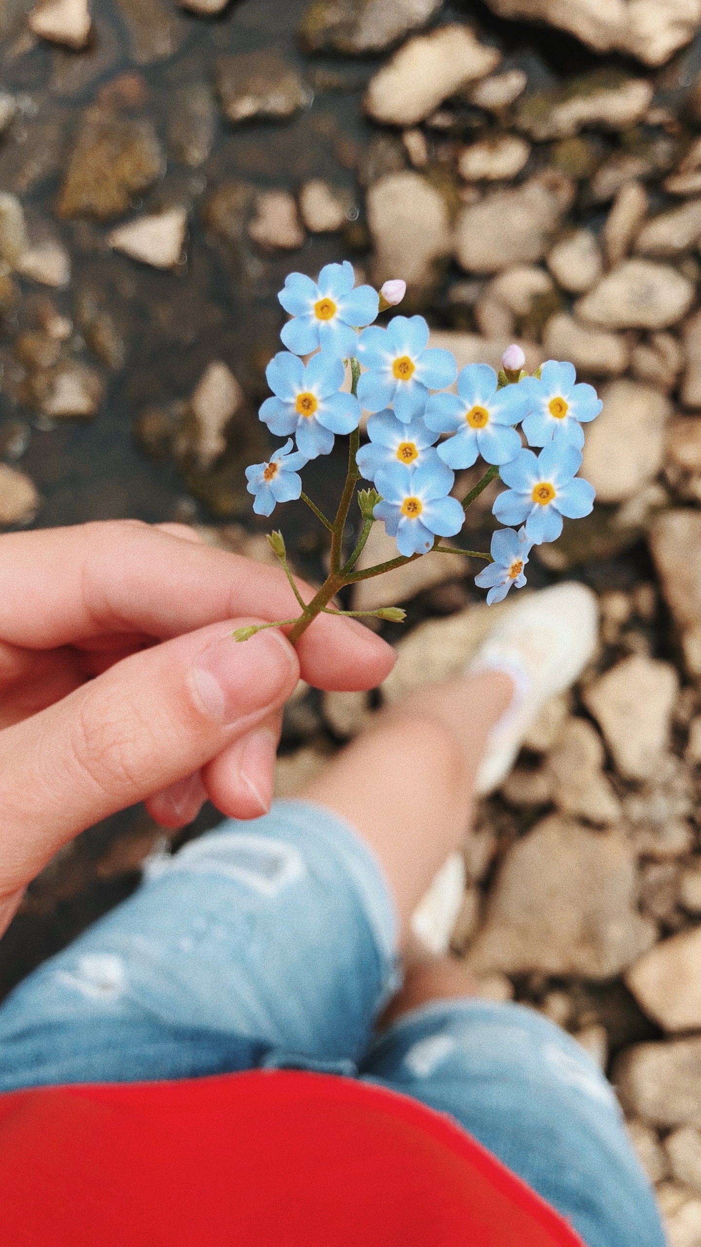 Flower, Science, Physics, Human, Blue. Wallpaper in 1440x2560 Resolution