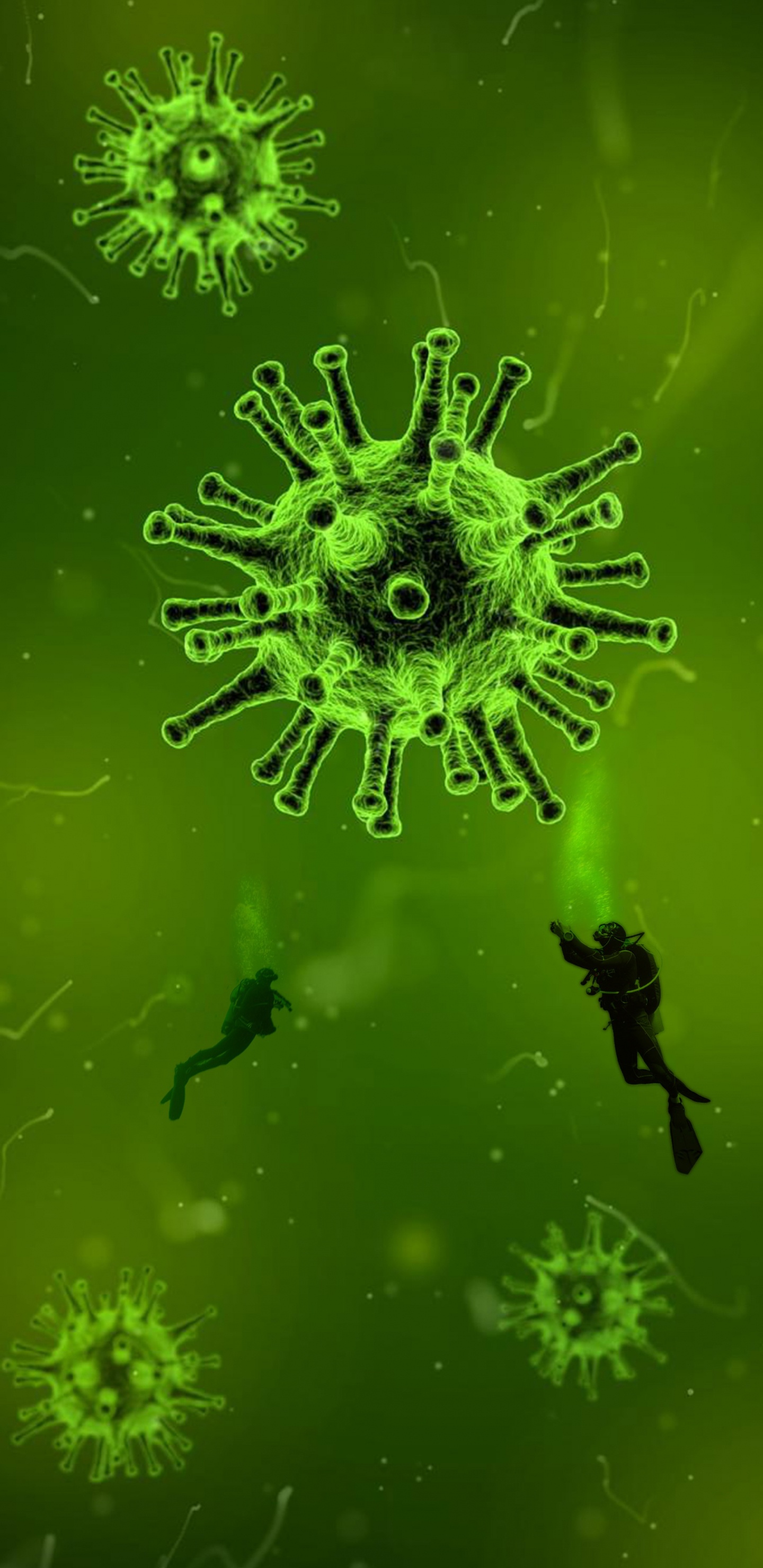 Virus, COVID-19, Coronavirus, Beatport, Plante Terrestre. Wallpaper in 1440x2960 Resolution