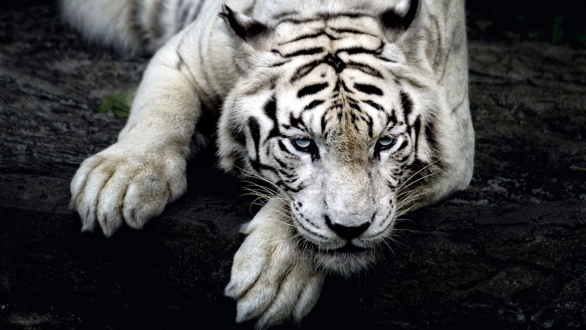 Download 1920x1080 Wallpaper Brown and Black Tiger Lying on Ground Brown and Black Tiger Lying on Ground. Wallpaper in 1920x1080 Resolution