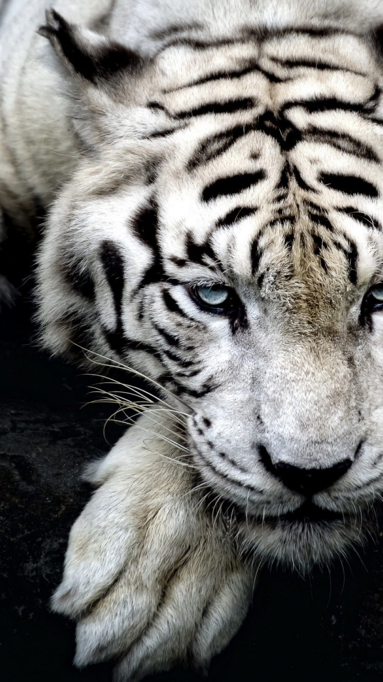 Tigre Brun et Noir Allongé Sur le Sol. Wallpaper in 750x1334 Resolution